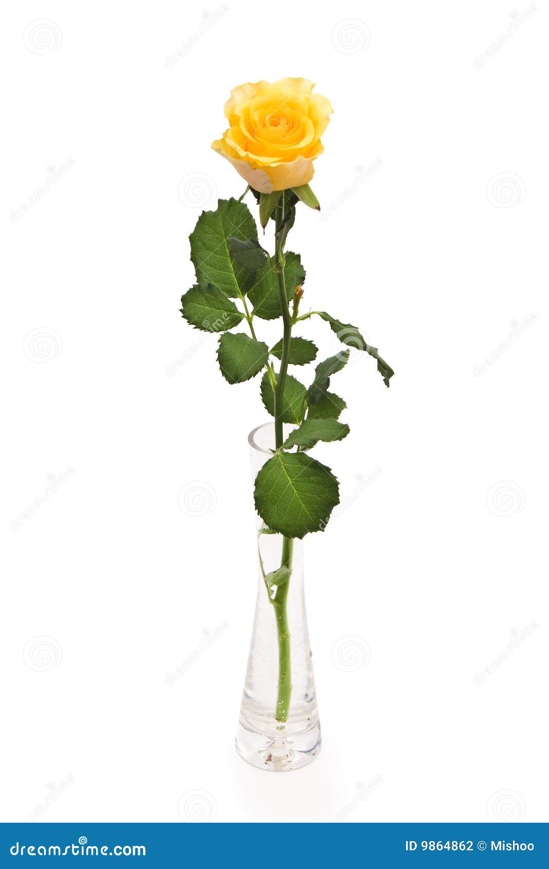 Yellow rose in glass vase stock photo. Image of wedding 9864862