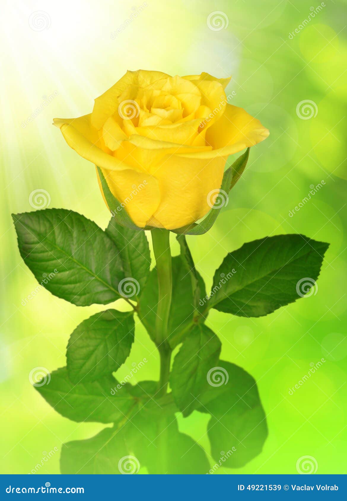 Yellow rose stock image. Image of element, green, holiday 49221539