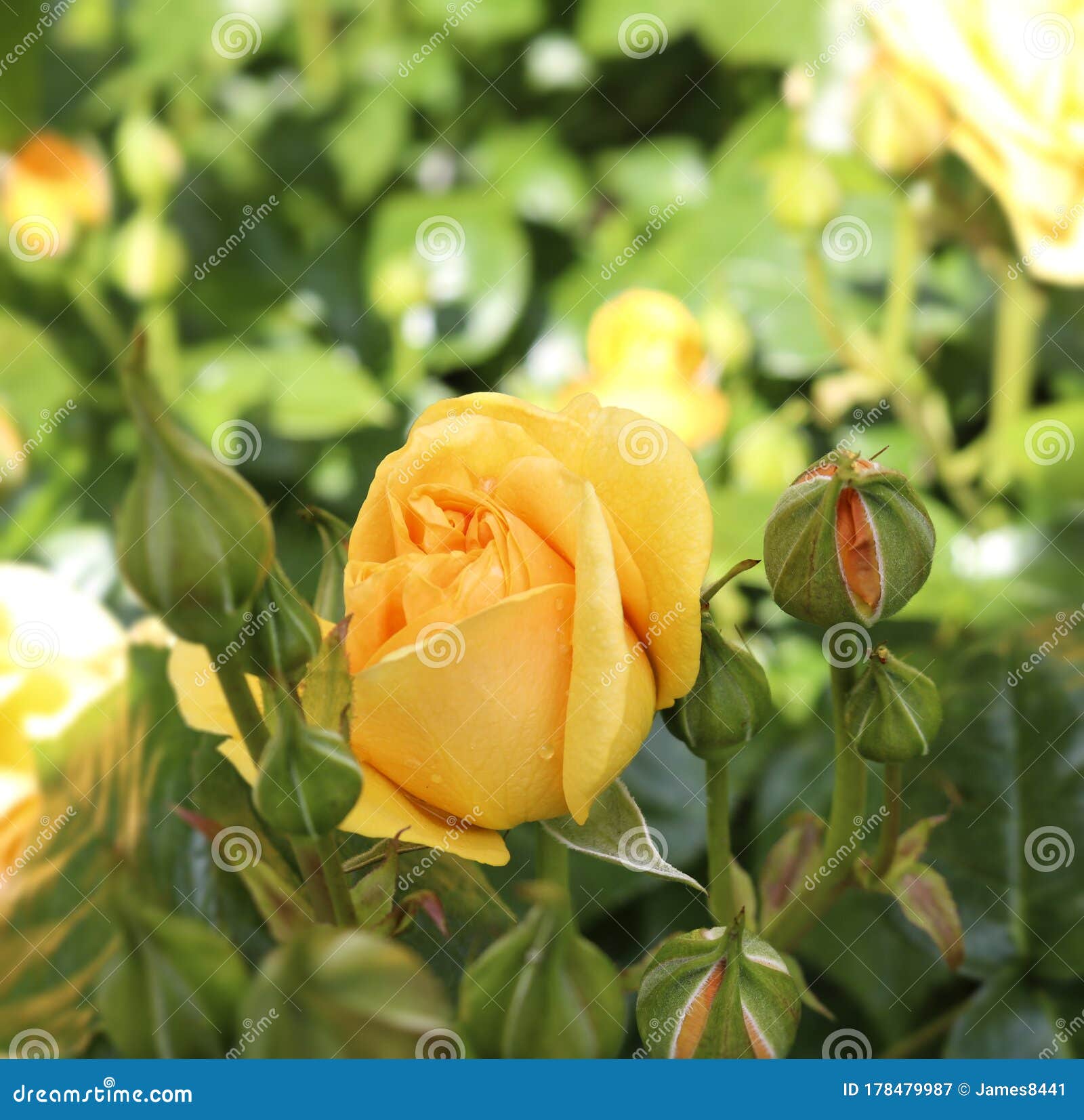 Yellow rose stock image. Image of leaves, green, background 178479987