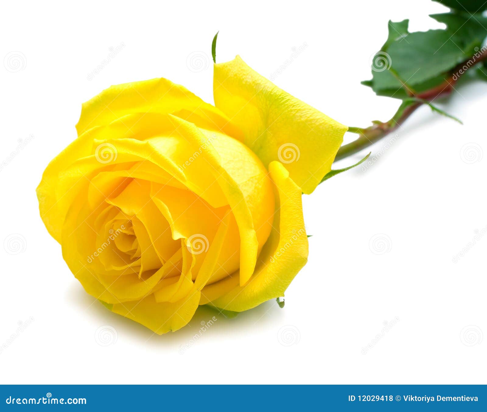Download 209 743 Yellow Rose Photos Free Royalty Free Stock Photos From Dreamstime