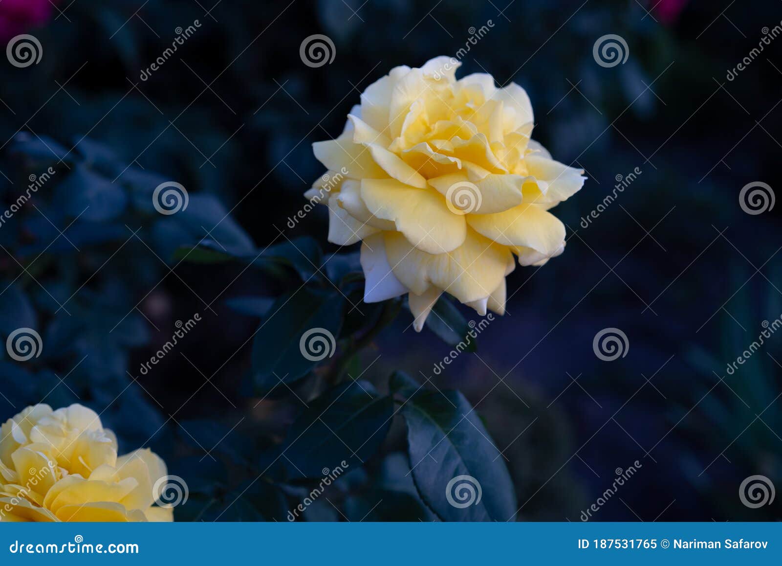 Yellow Rose Growing in the Garden Stock Image Image of foliage, flora