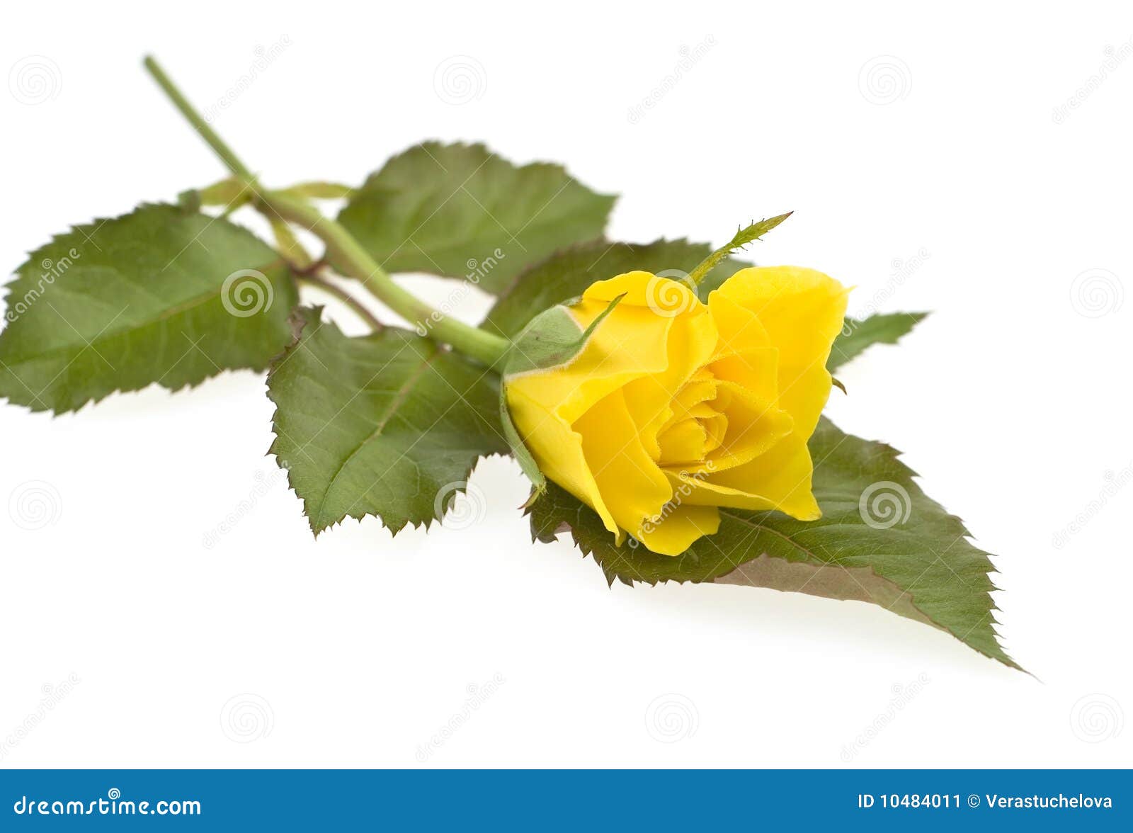Yellow Rose with Leaf Isolated Stock Image Image of colorful, gift