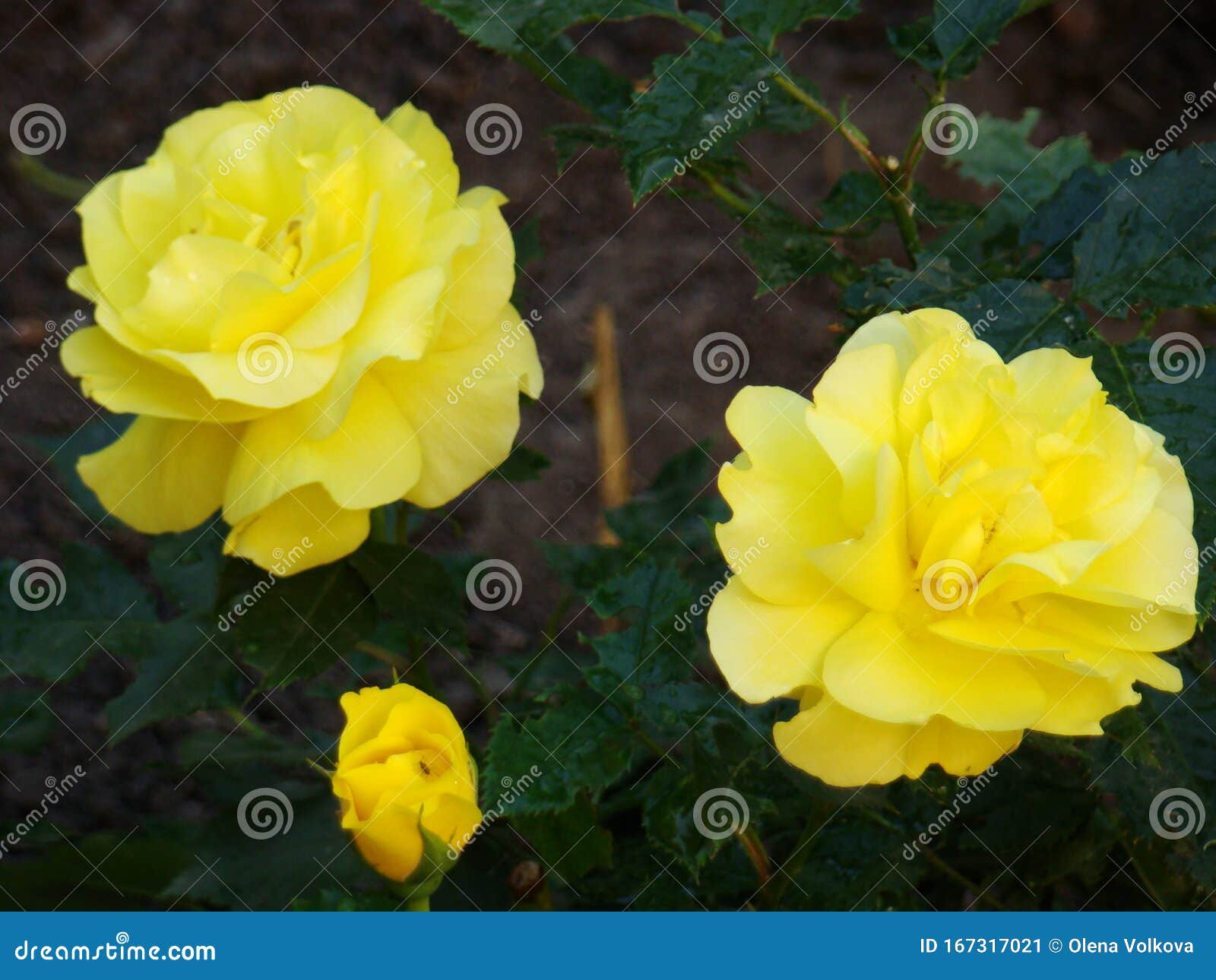 Yellow Rose in the Park. Bush Yellow Rose Stock Image Image of