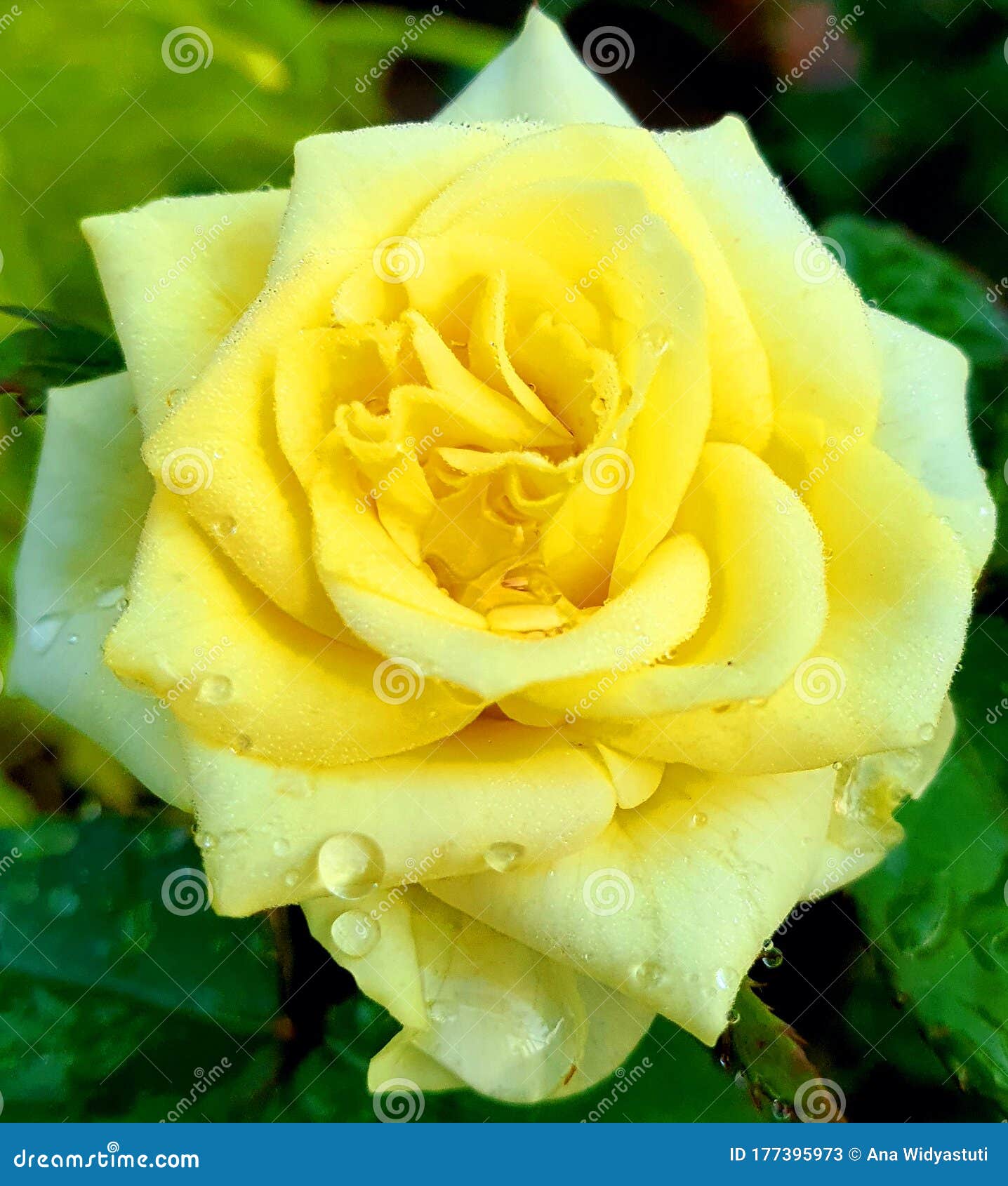 A yellow rose in the park stock image. Image of yellow 177395973