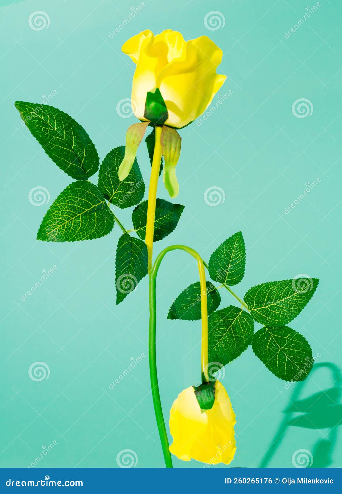 Yellow Rose on Pastel Background. Green Leaves and Shadow Stock Photo