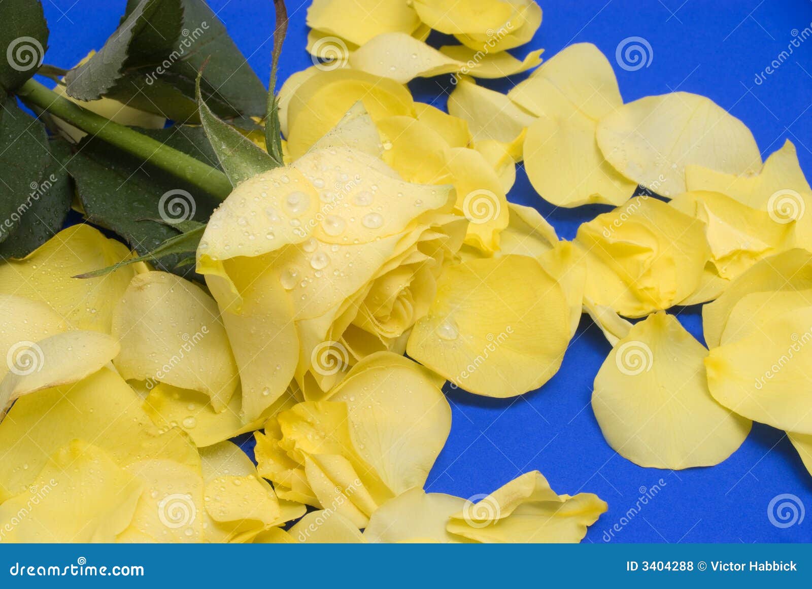 Yellow rose and petals stock photo. Image of green, romantic 3404288