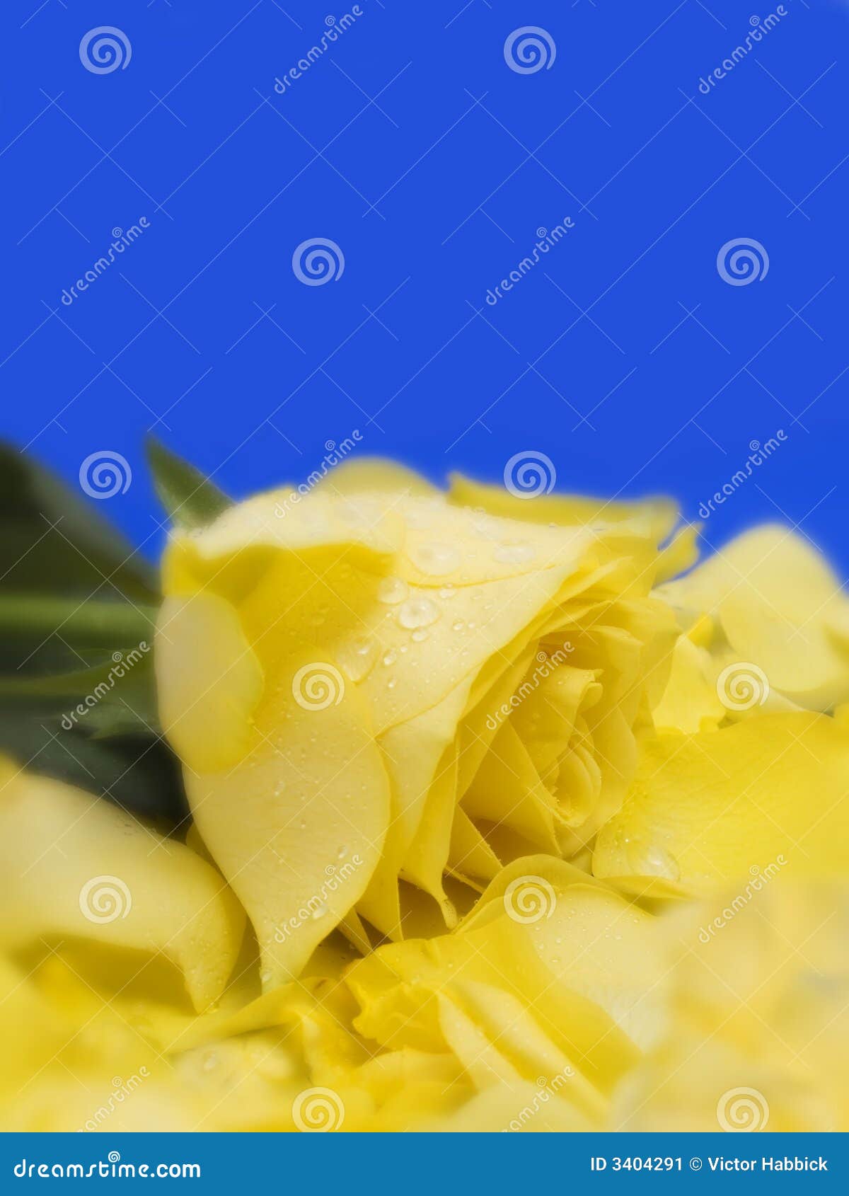 Yellow rose and petals stock image. Image of yellow, soft 3404291