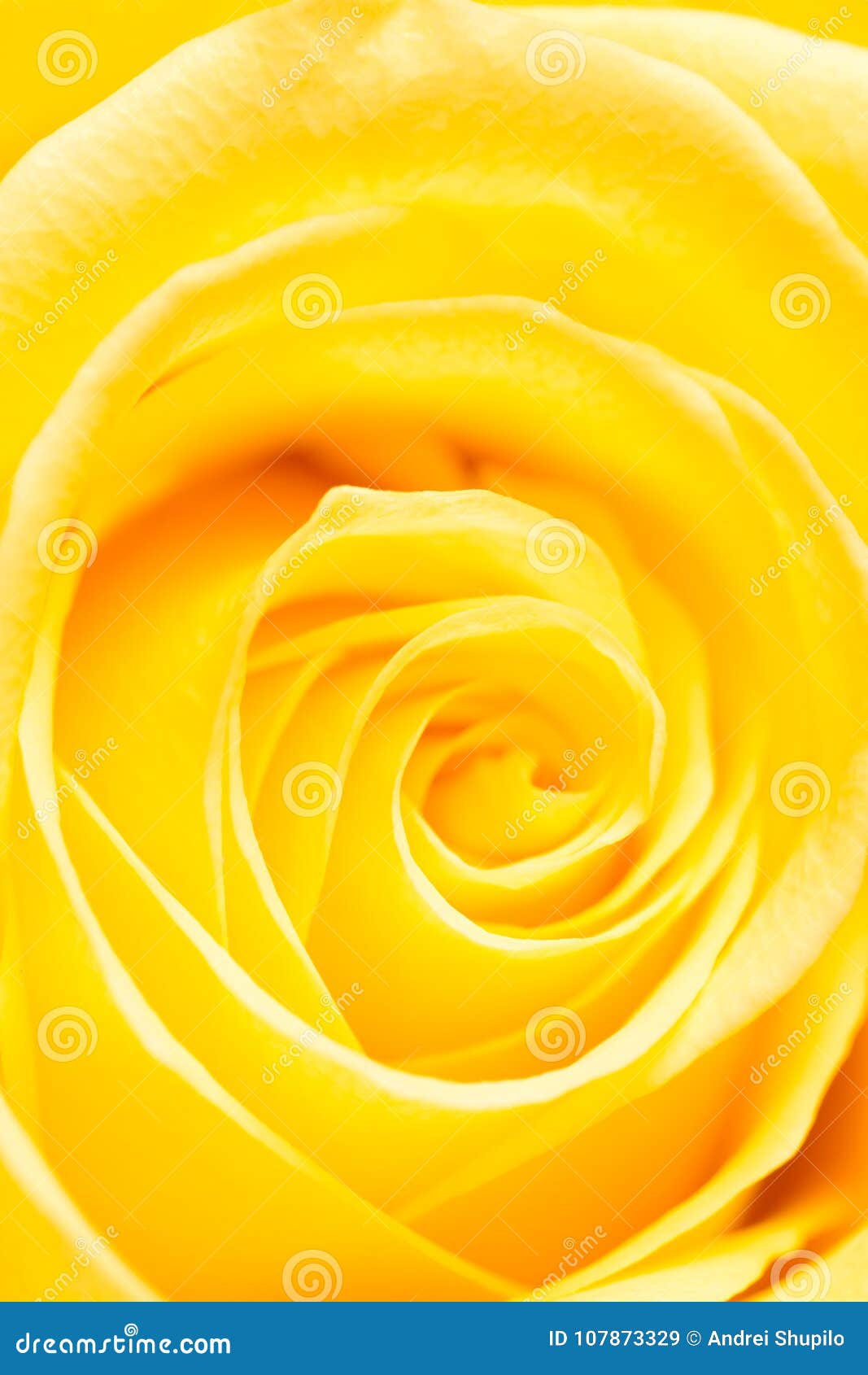 Download 208 593 Yellow Rose Photos Free Royalty Free Stock Photos From Dreamstime