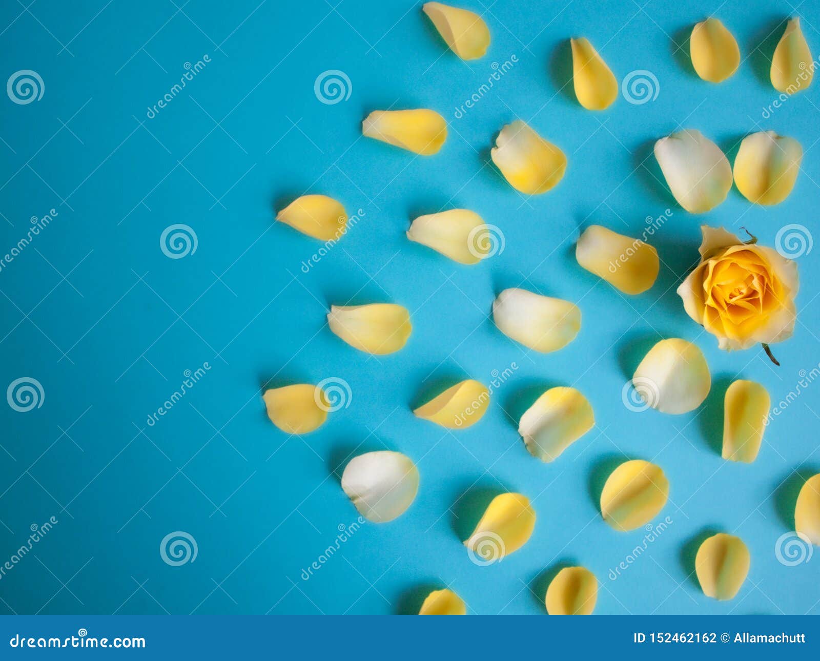 Yellow rose petals stock photo. Image of flower, gold 152462162