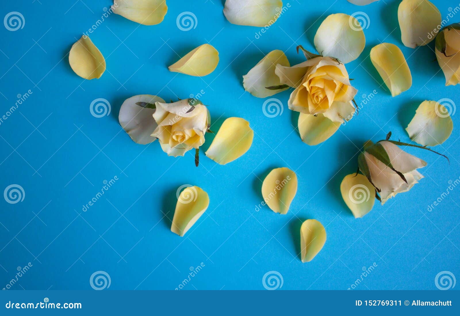 Yellow rose petals stock image. Image of mothers, blue 152769311