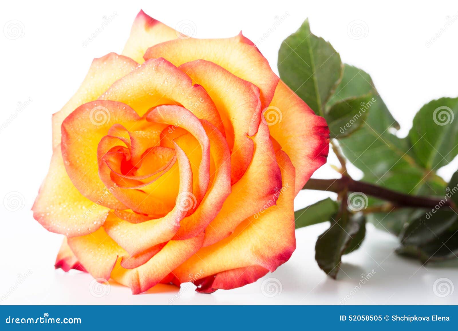 clipart rose jaune - photo #42