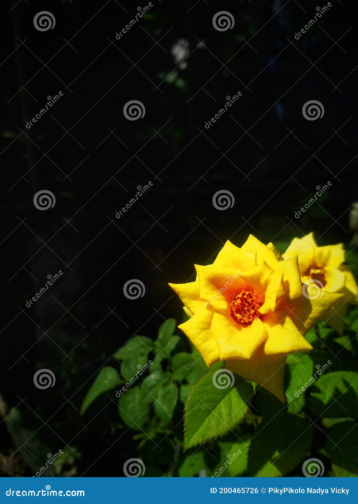 The Yellow Rose Represents Friendship Stock Photo Image of represents