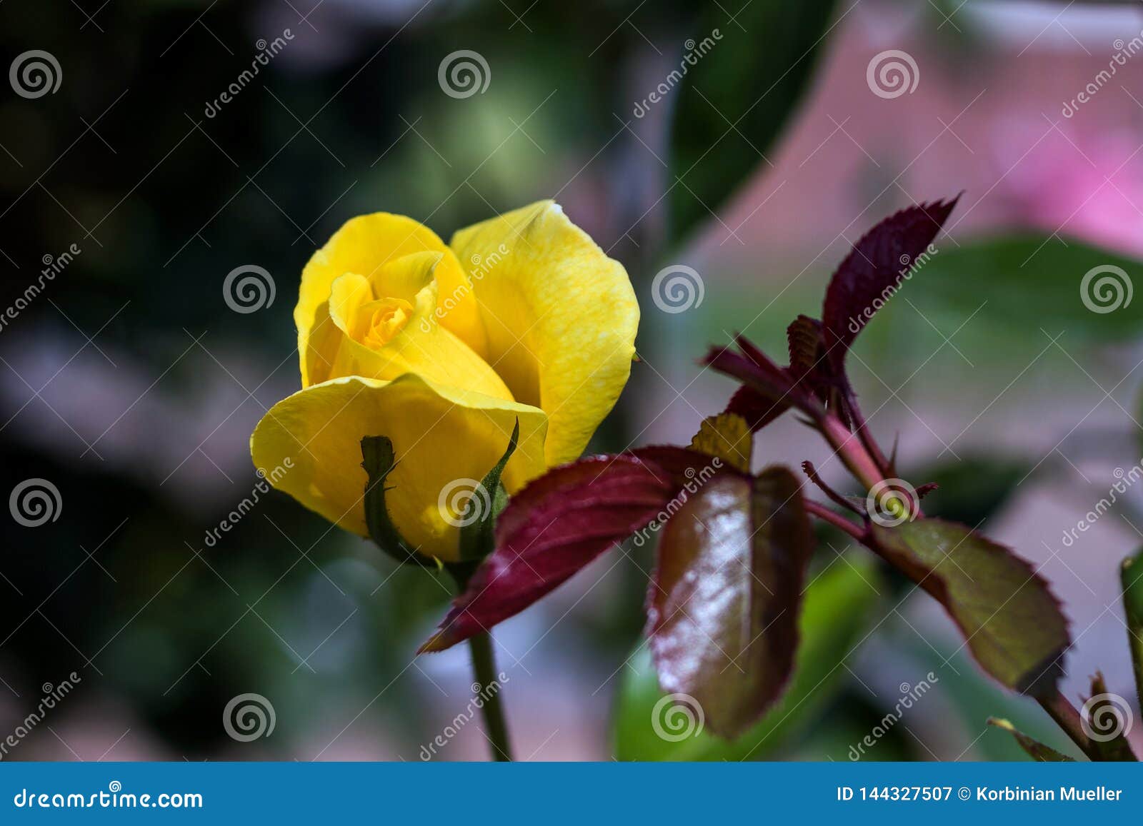 Yellow Rose in sunlight stock image. Image of life, blossom 144327507