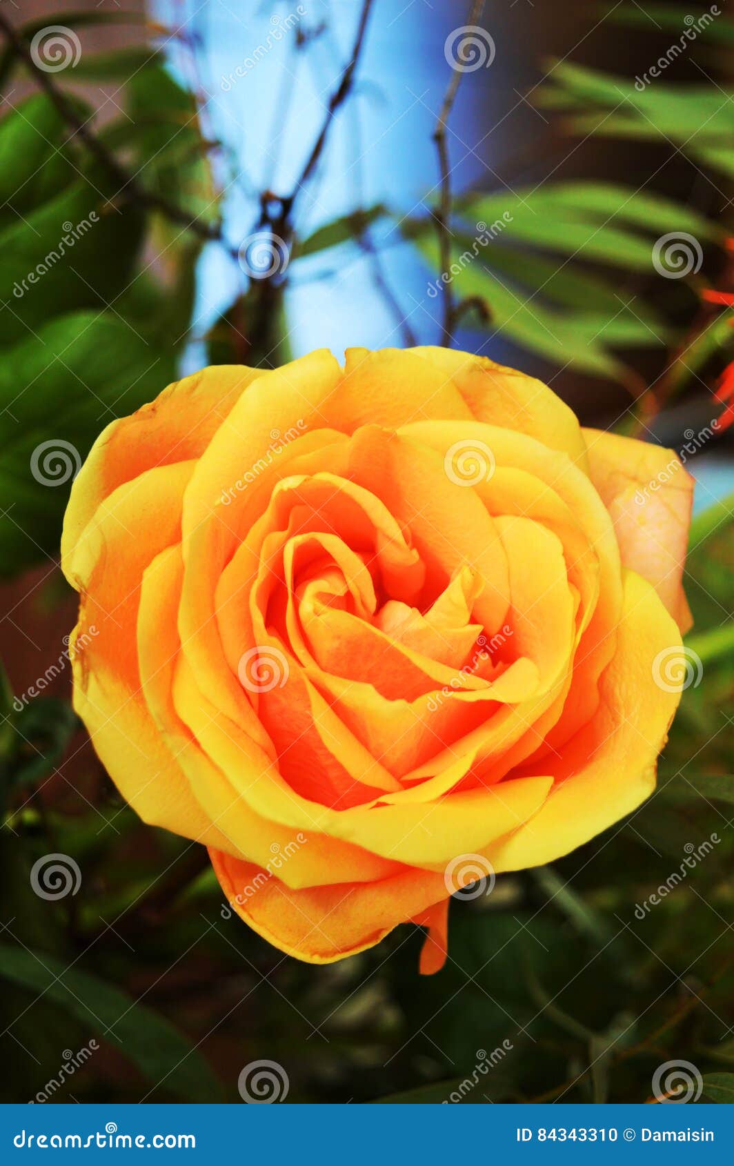 Yellow rose stock photo. Image of leaves, appreciation 84343310