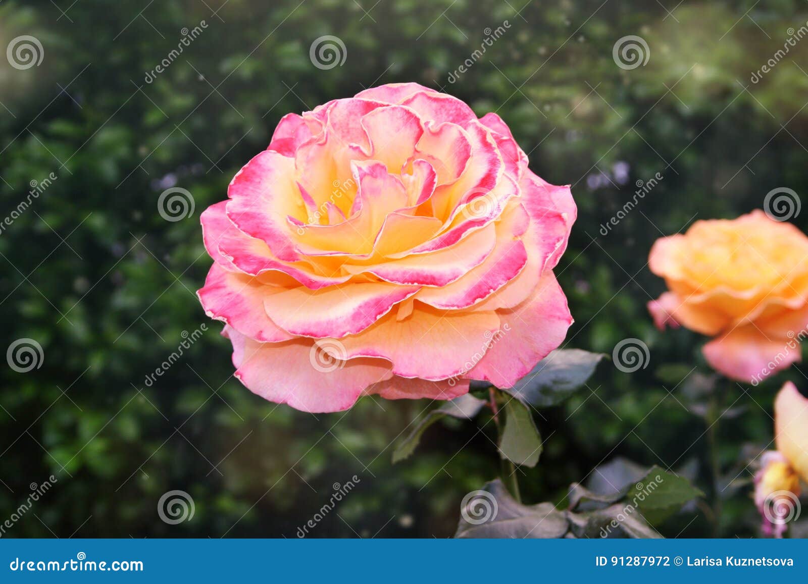 Yellow rose stock photo. Image of romantic, leaf, smell 91287972