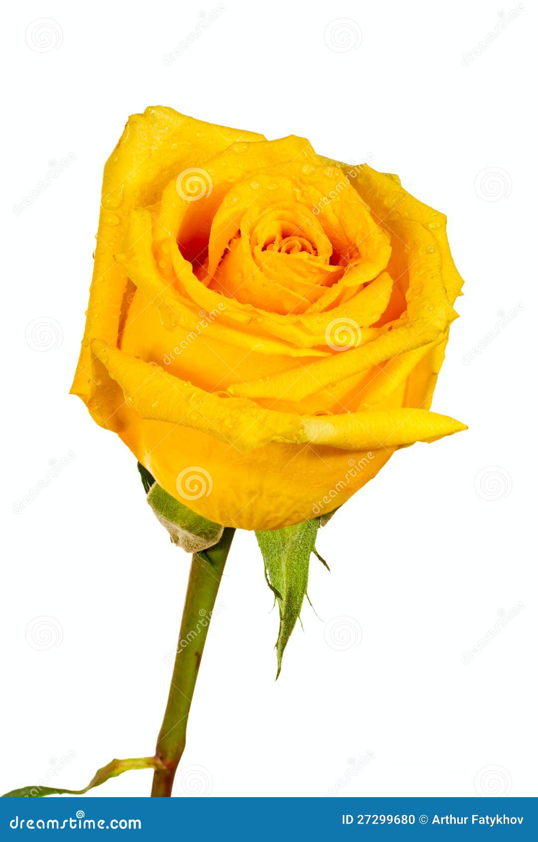 Yellow Rose with Water Droplet Stock Photo Image of gift, romantic