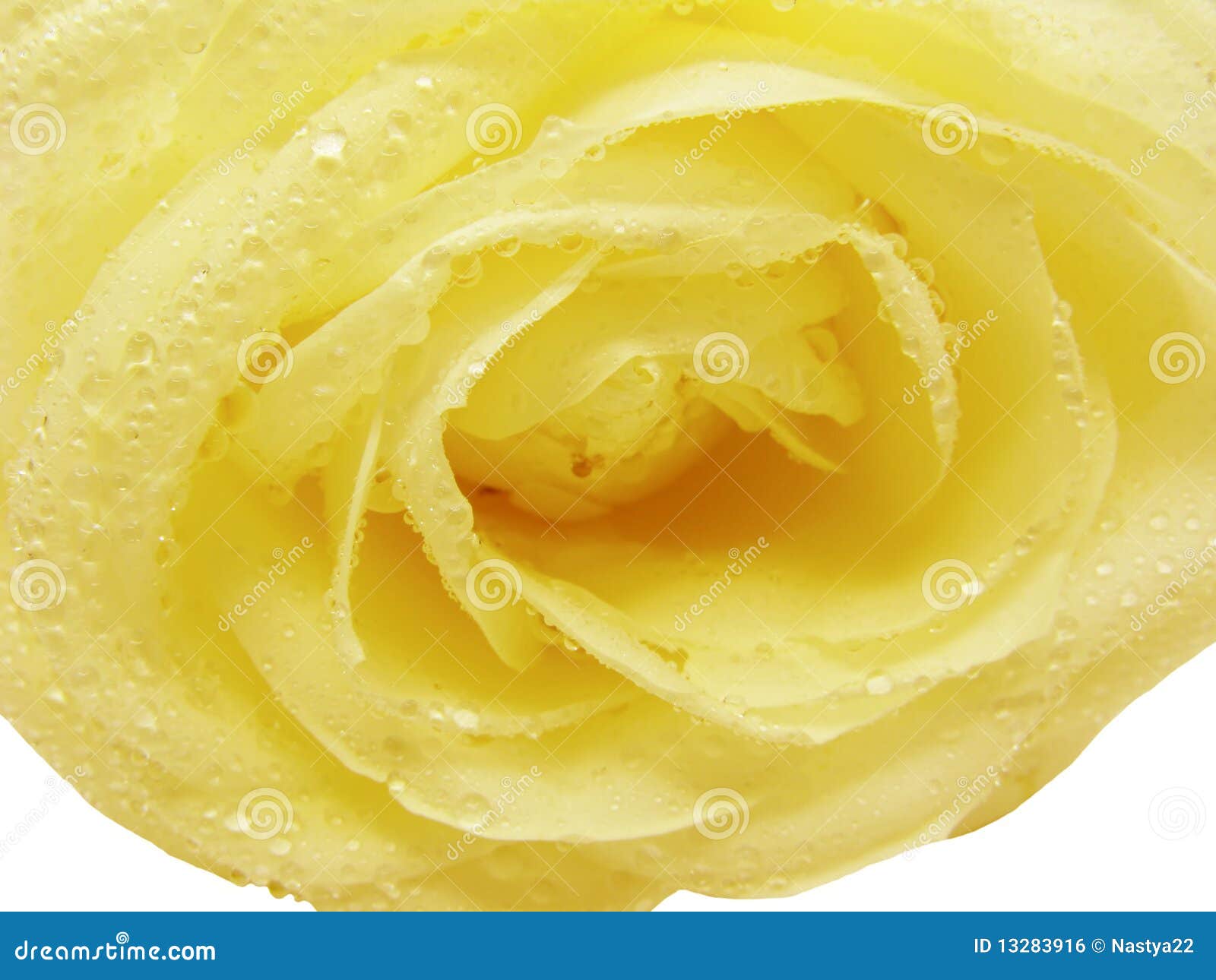 Yellow rose in water drops stock photo. Image of beautiful 13283916