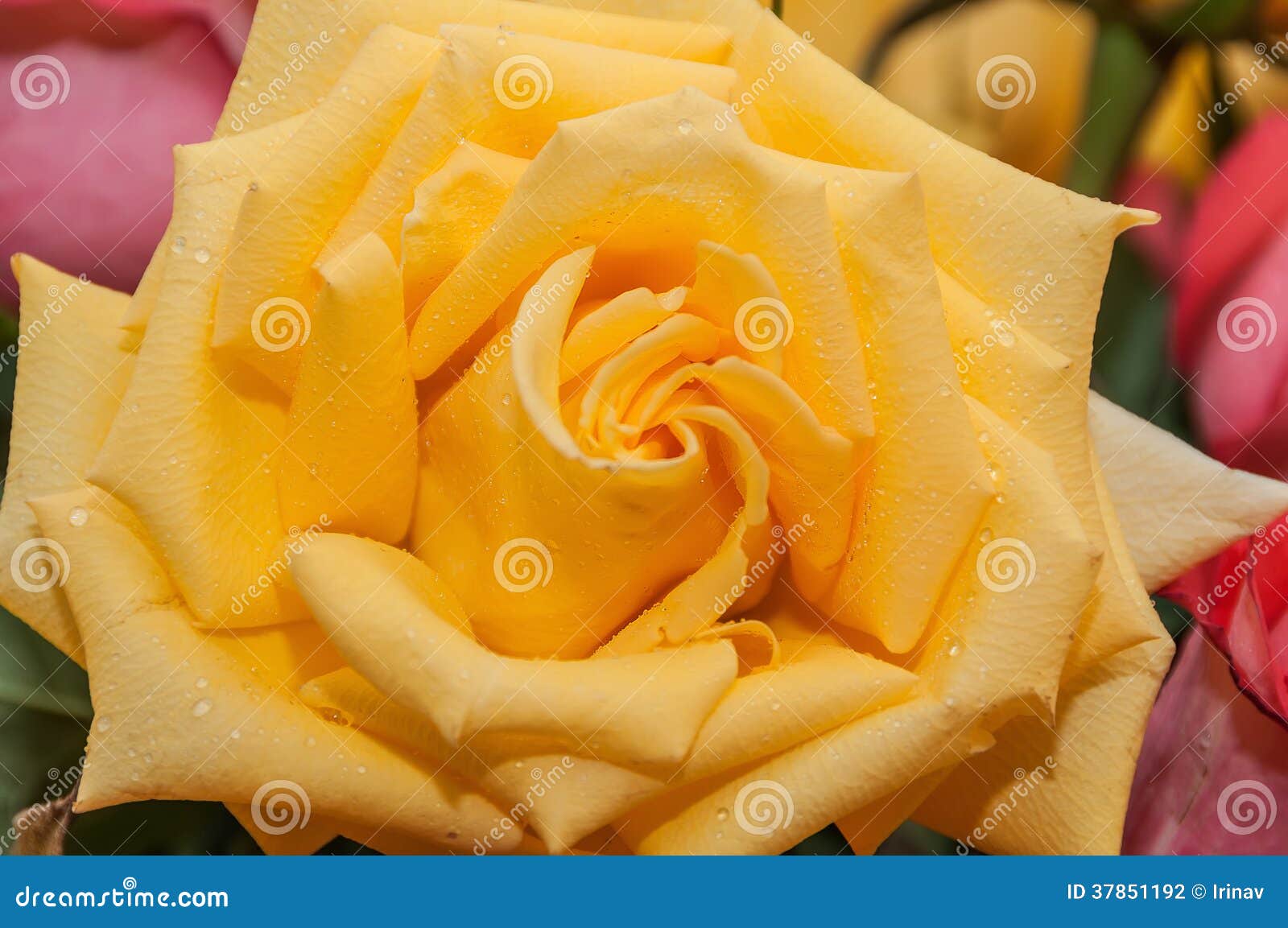 Yellow rose water drops stock photo. Image of romantic 37851192