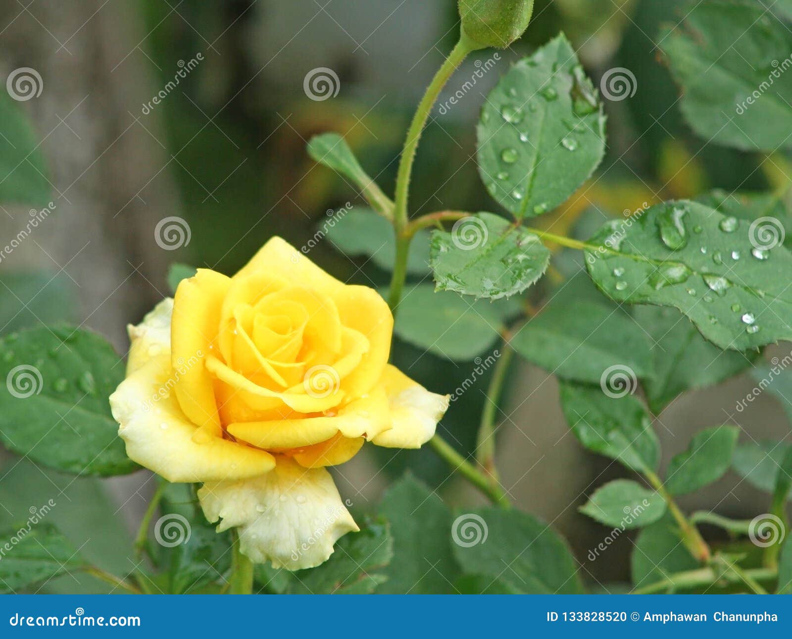 Yellow Rose with Water Drops Stock Photo Image of color, background