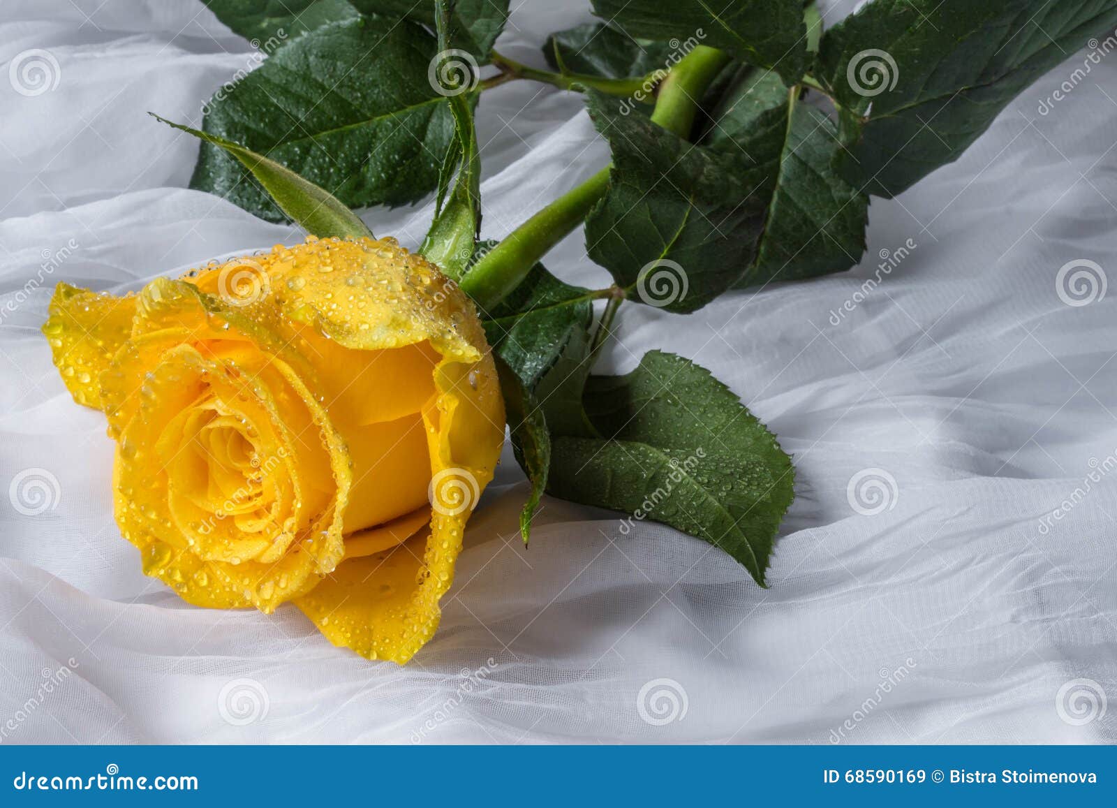 Yellow Rose with Water Drops Fabric Background Stock Image Image of