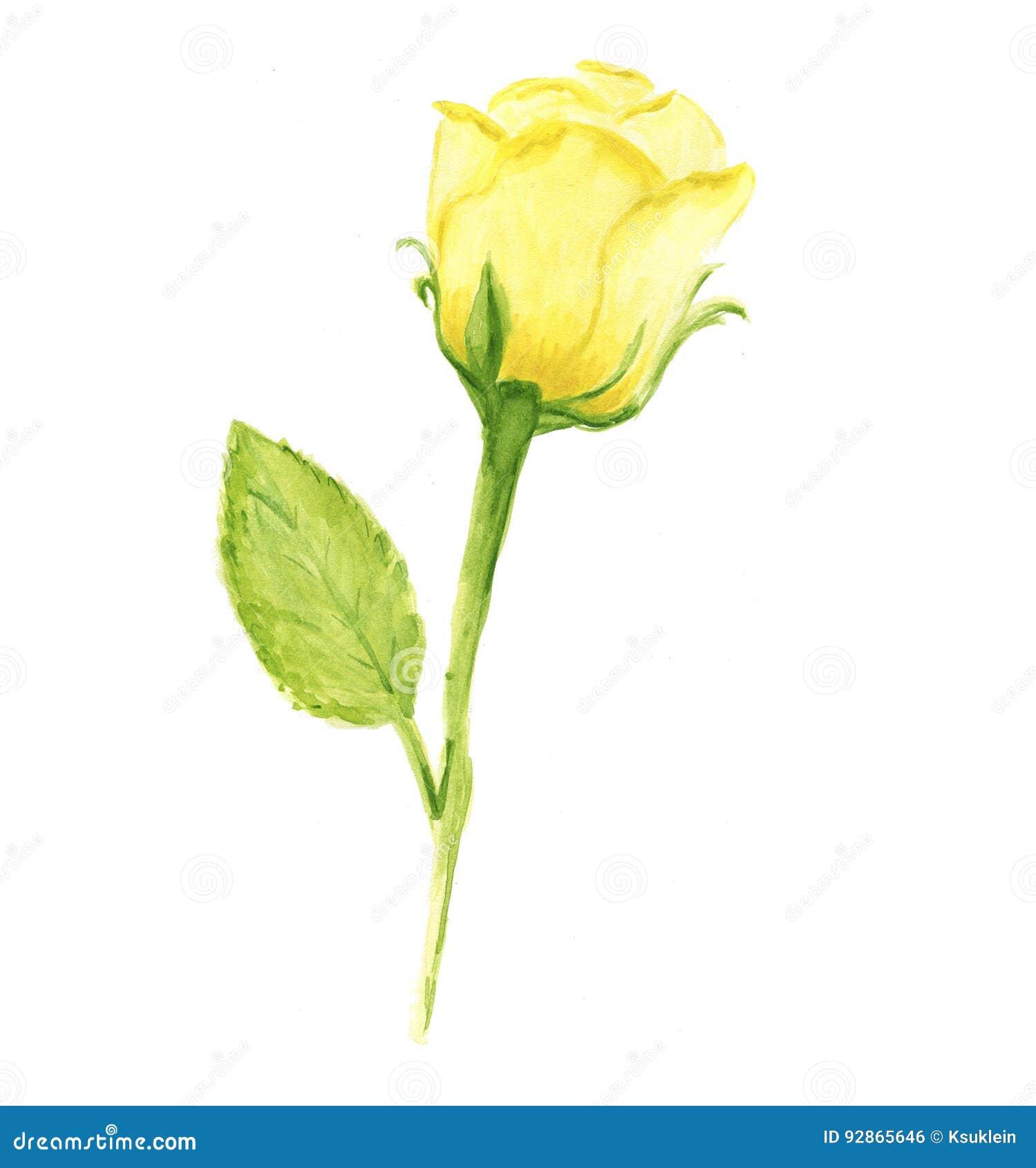Yellow Rose. Watercolor Painting, Isolated Design Element Stock