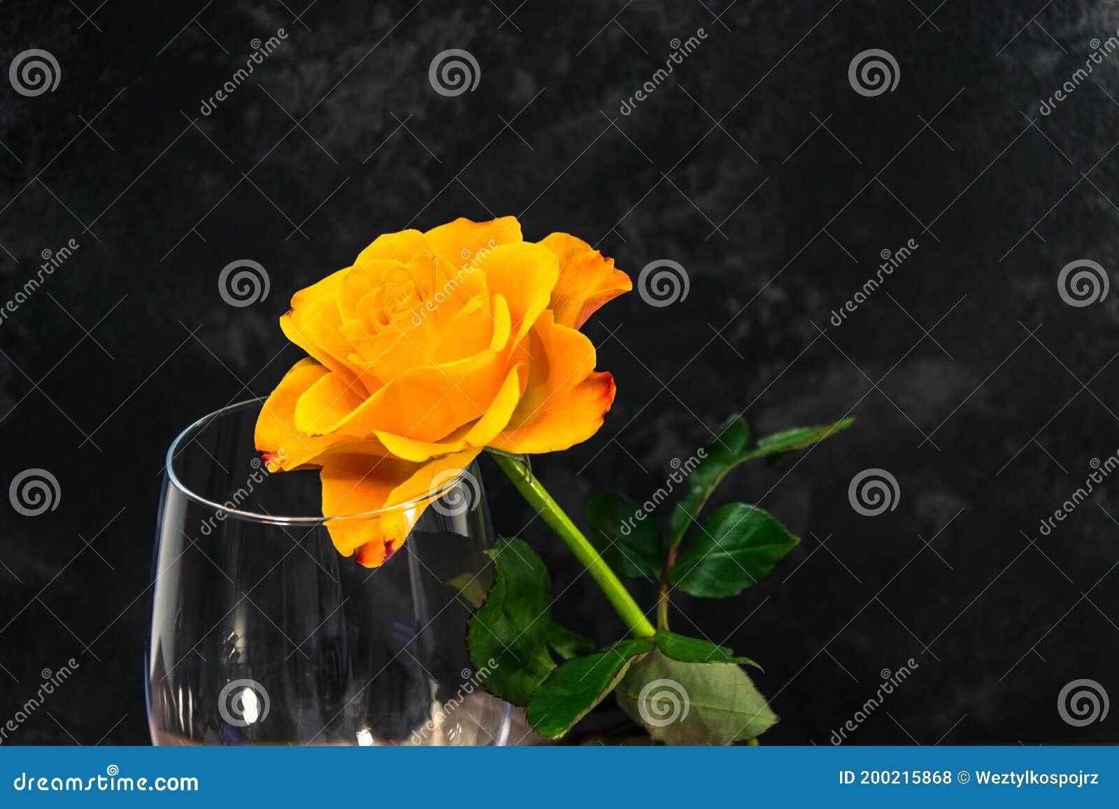 Yellow Rose and Wine Glass on the Dark Background Stock Photo Image