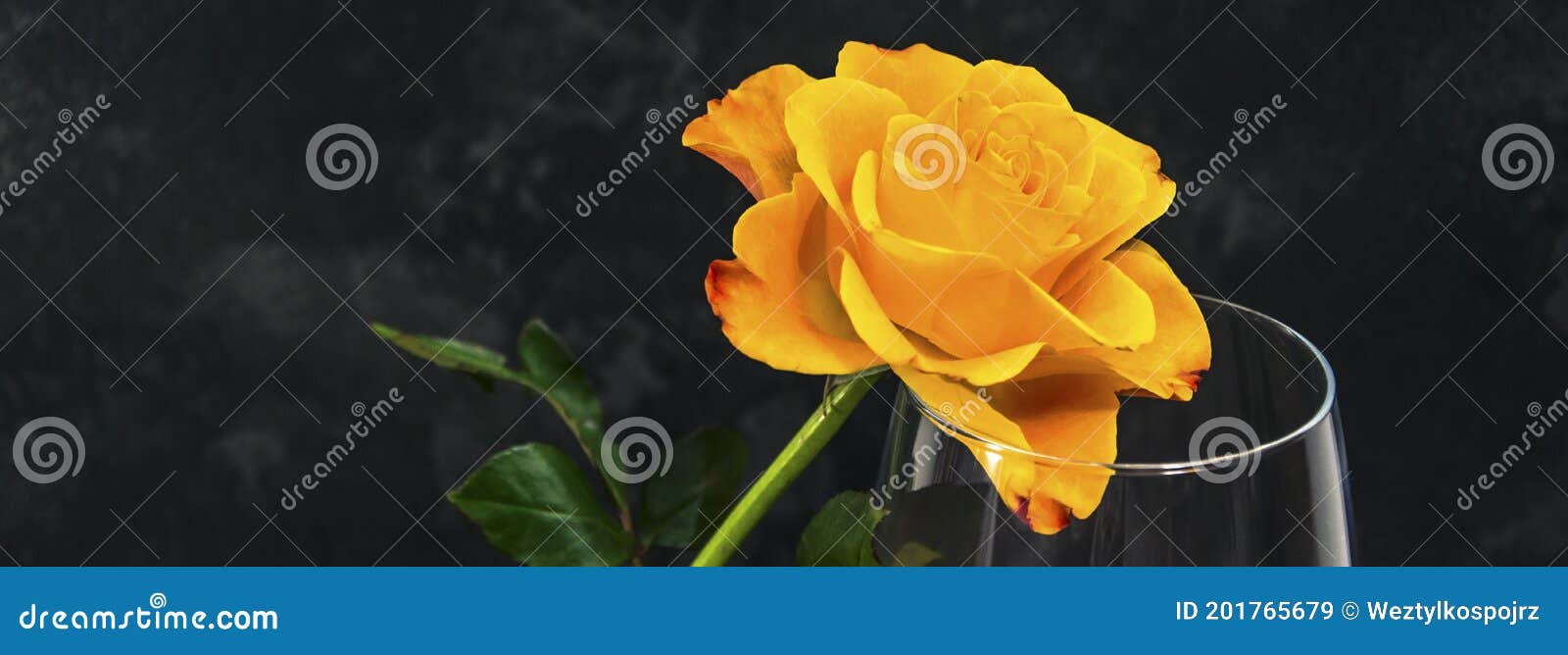 Yellow Rose and Wine Glass on the Dark Background Stock Image Image