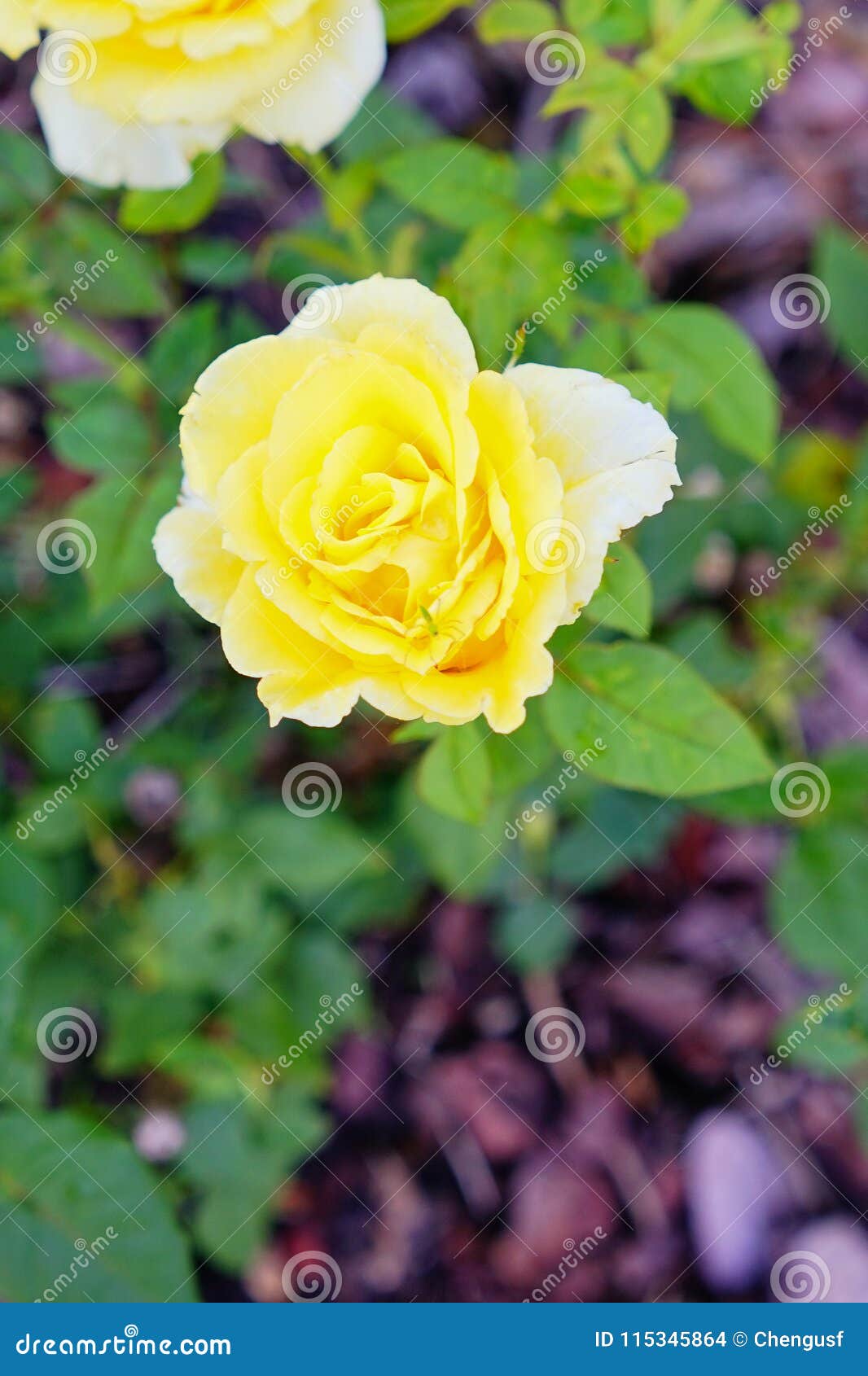Yellow Rose stock photo. Image of beauty, bloom, background 115345864