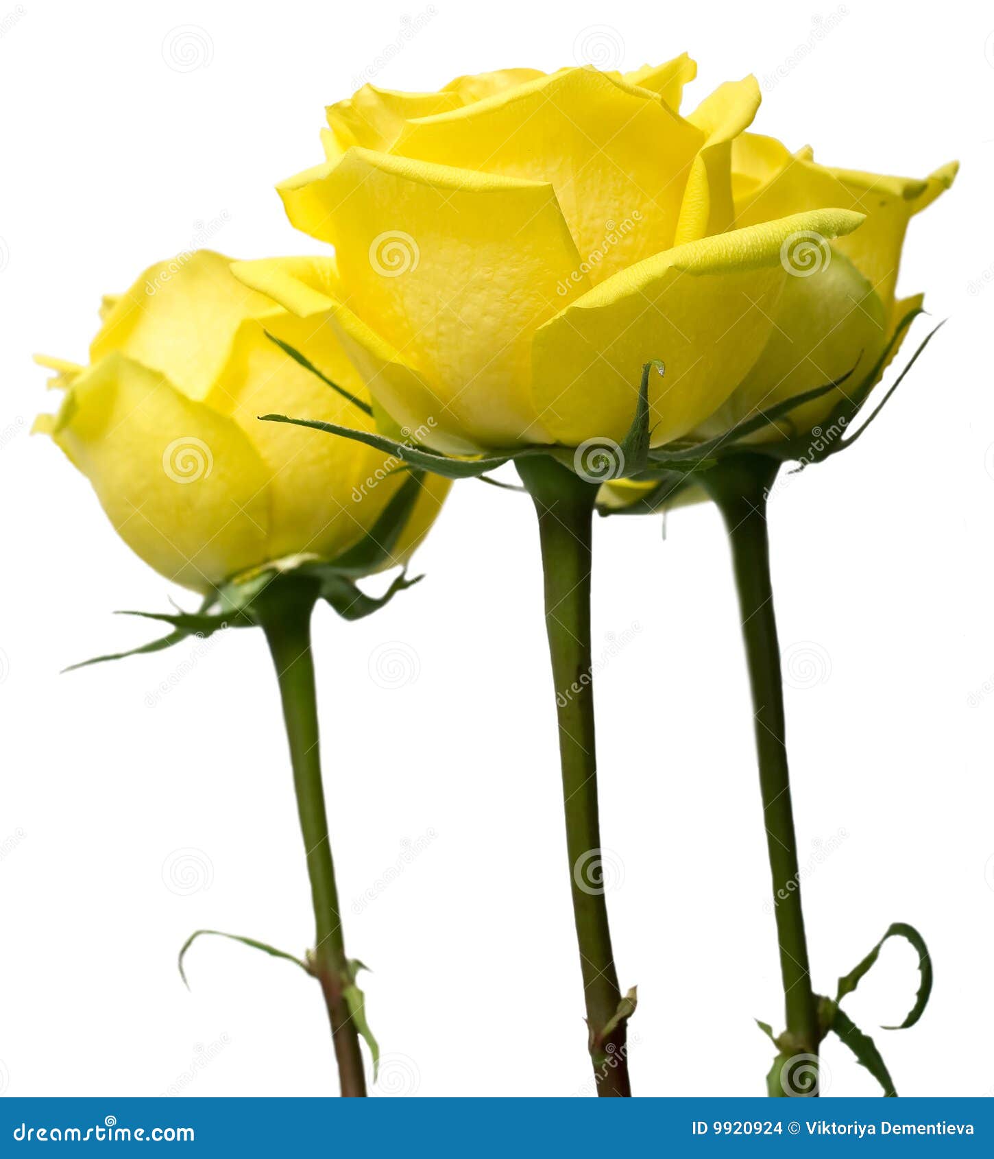 Yellow roses stock photo. Image of flower, bloom, isolation 9920924