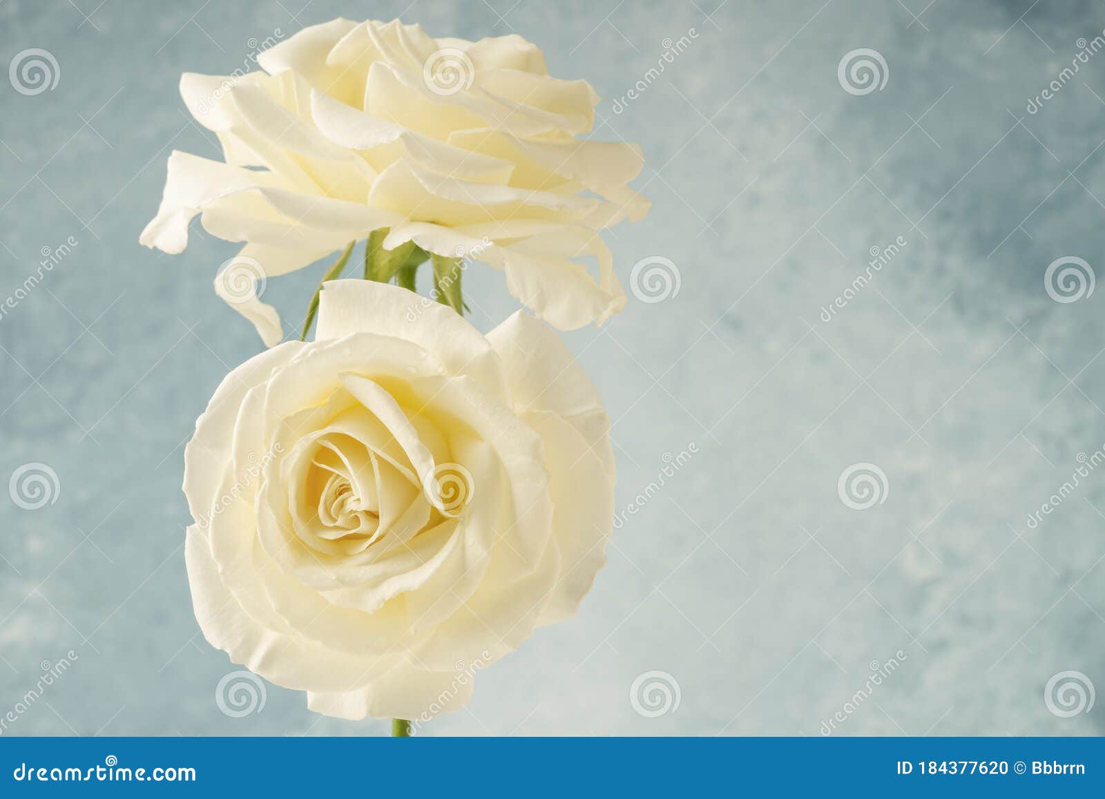 Yellow Roses on Blue Background with Copy Space Stock Photo Image of blossom, closeup 184377620