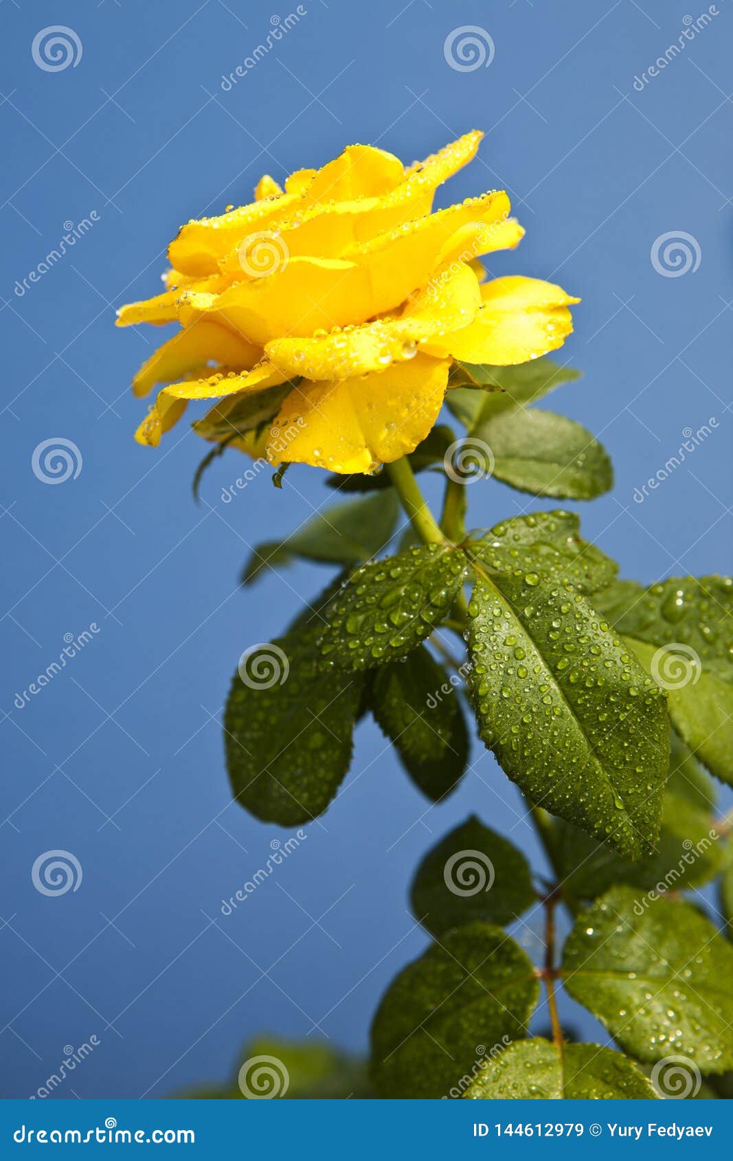 “Yellow roses on blue background” mang đến cảm giác vui tươi và năng động cho ai được chiêm ngưỡng. Hình ảnh được tạo nên từ màu vàng óng ánh và họa tiết nổi bật trên nền xanh lá cây tạo nên một sự kết hợp hài hòa giữa sức sống và sự thư thái.