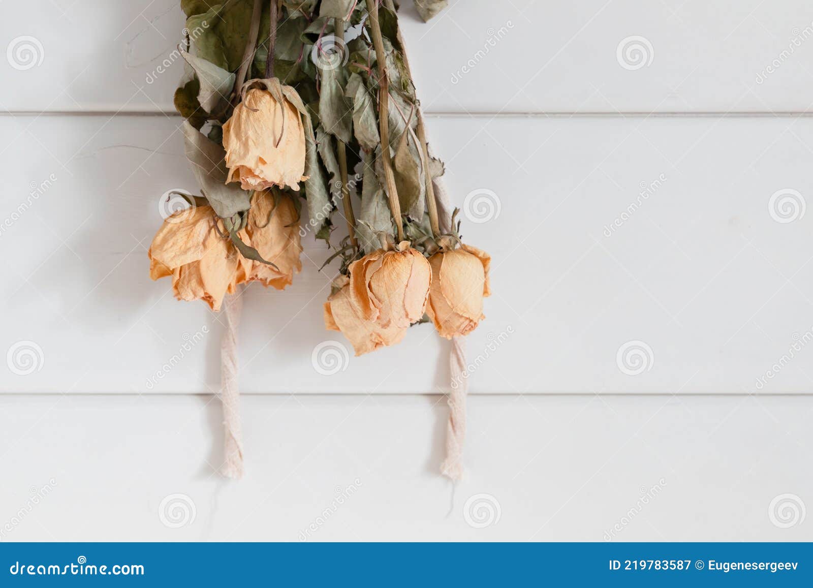 Yellow Roses Drying Upside Down Stock Image Image of nature, shadow