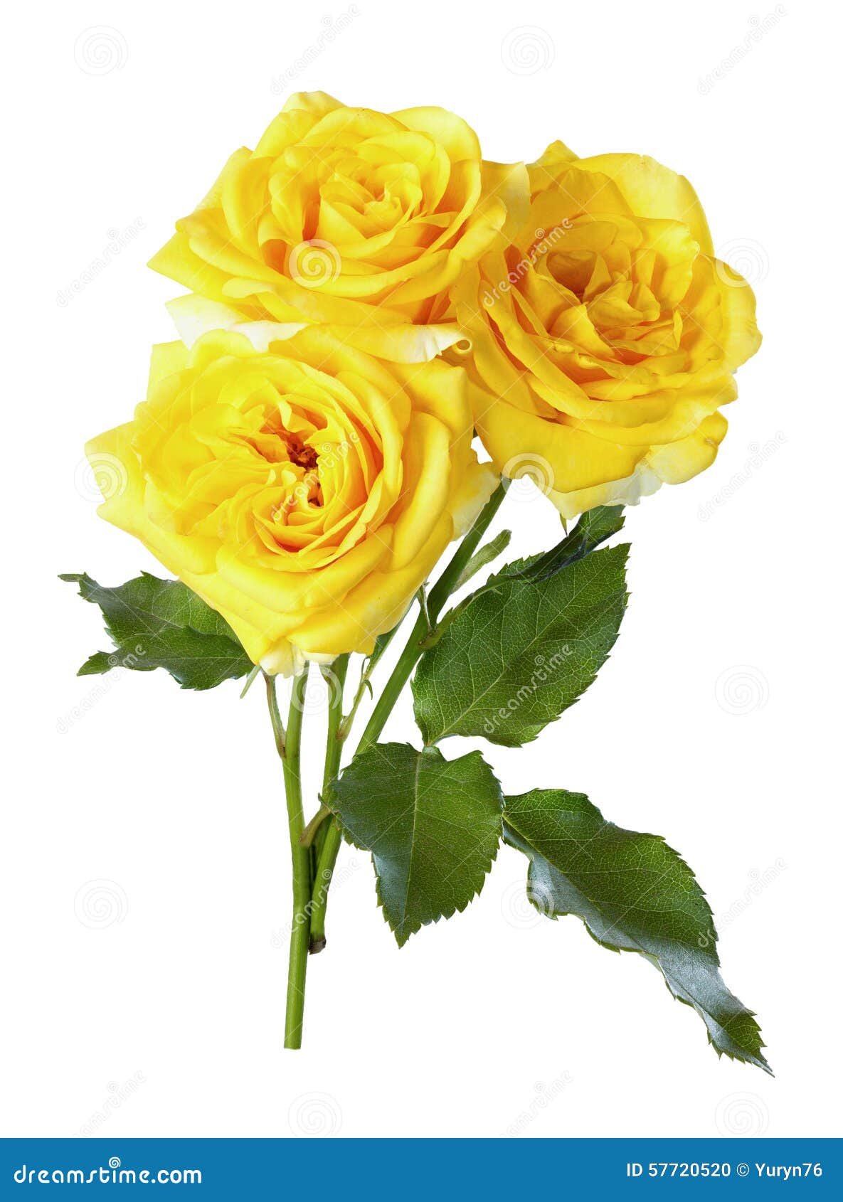 Yellow roses,isolate stock photo. Image of flora, floral - 57720520