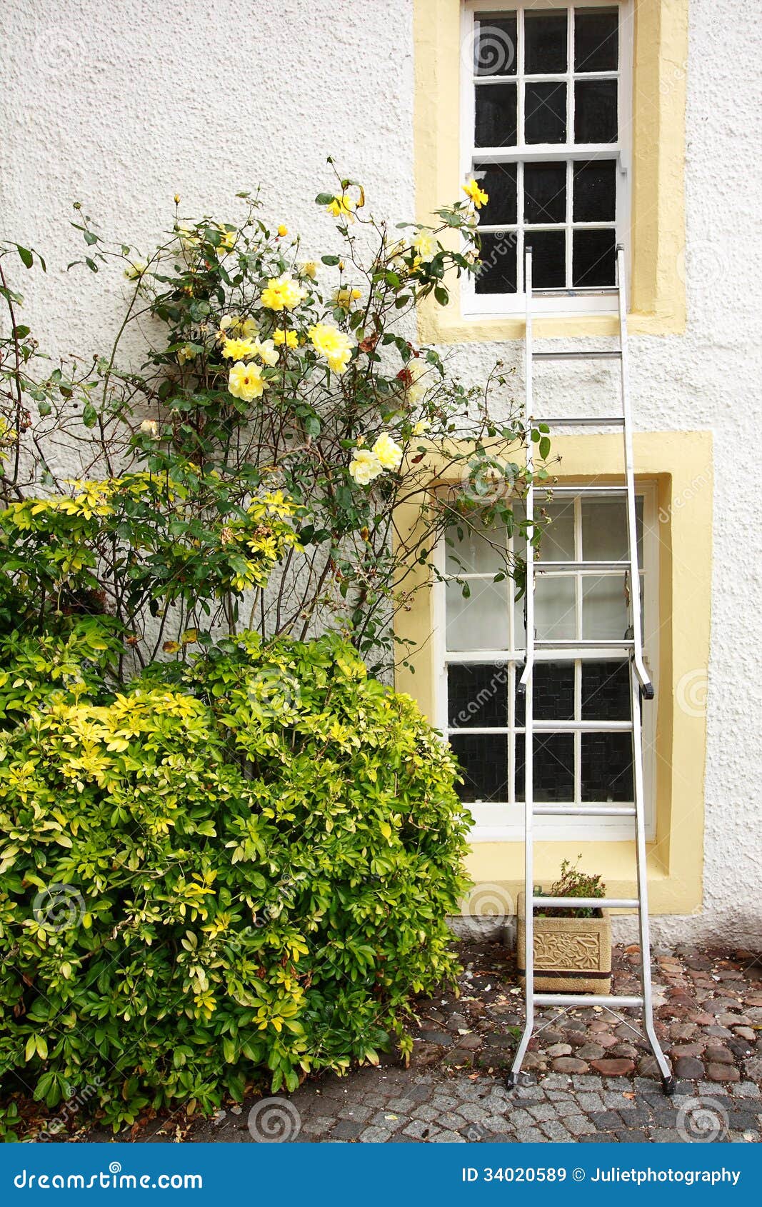Yellow Roses and White House Stock Image Image of housefront