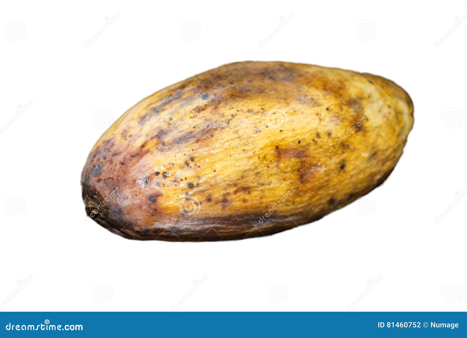 Rotten mango.. Stock Photo