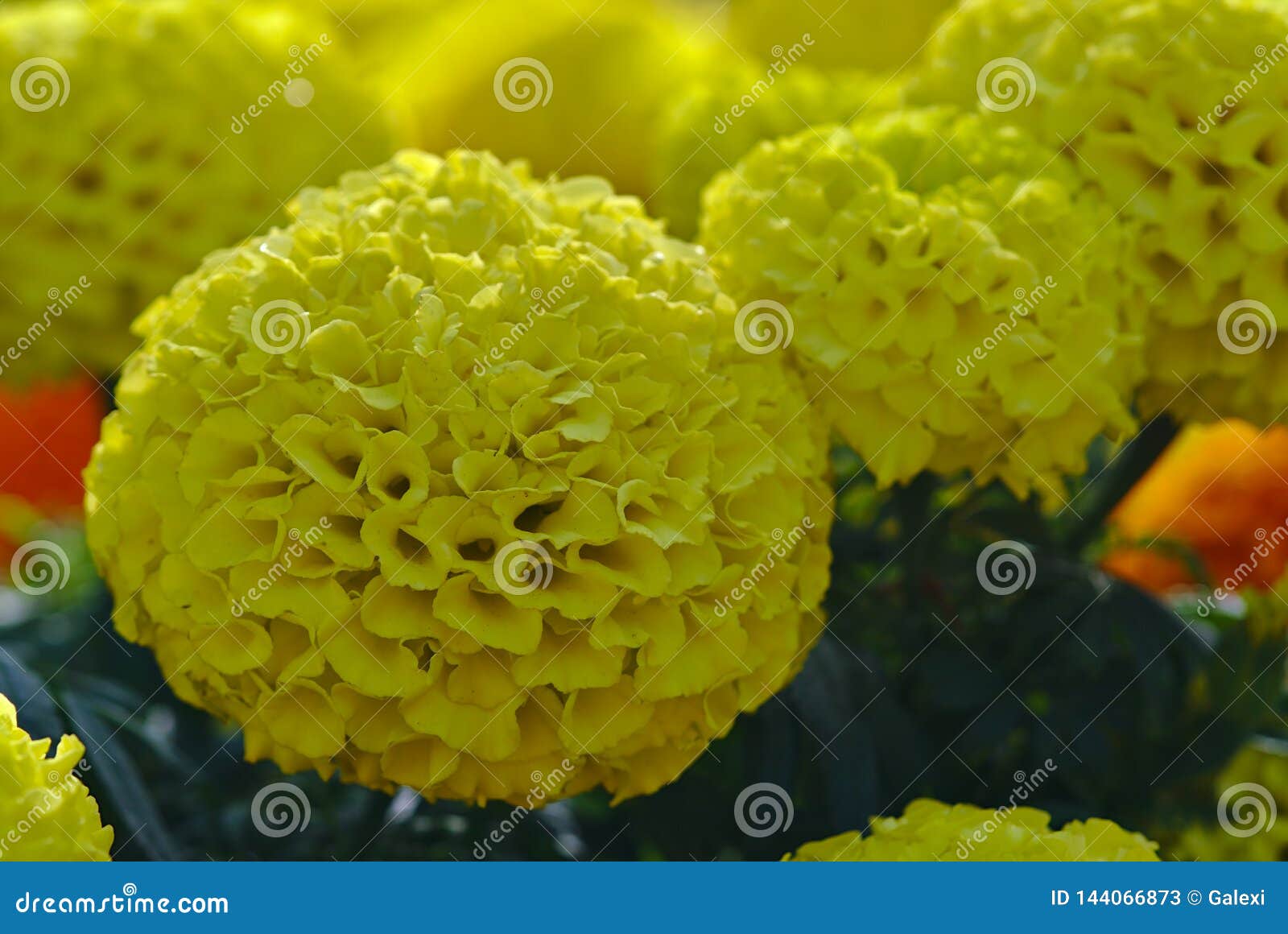 Yellow Rounded Ball Shape Flowers Stock Image Image of fresh, gift