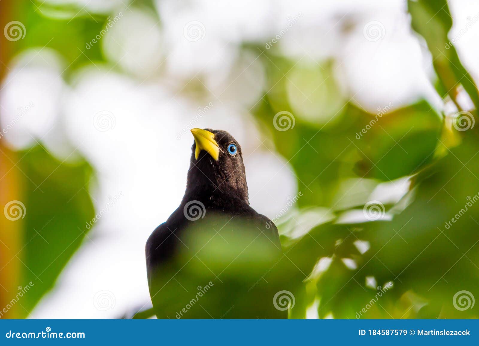 Yellow Rumped Bird Named Cacique Latin Name Cacicus Cela is Hiding in the  Leafs of Tropical Tree. Small Black Bird with Blue Stock Image - Image of  black, creature: 184587579