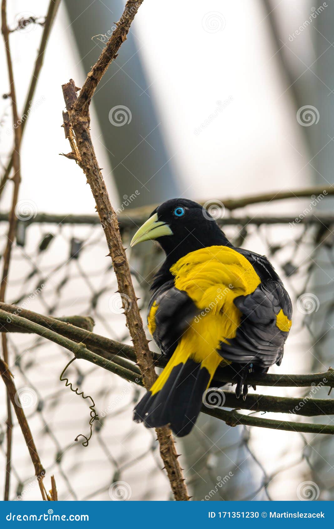 Yellow-rumped Cacique Cacicus Cela Sitting on Branch, Portrait Photography.  Bird with Beautiful Blue Eyes is Sitting on Trunk Stock Photo - Image of  perched, nice: 171351230