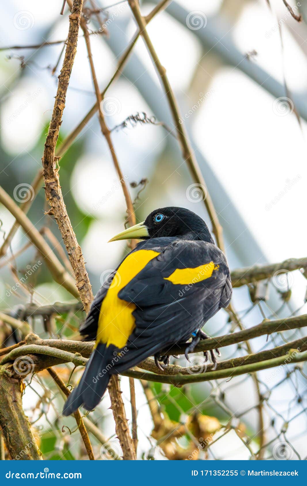 Yellow-rumped Cacique Cacicus Cela Sitting on Branch, Portrait Photography.  Bird with Beautiful Blue Eyes is Sitting on Trunk Stock Image - Image of  avian, beauty: 171352255