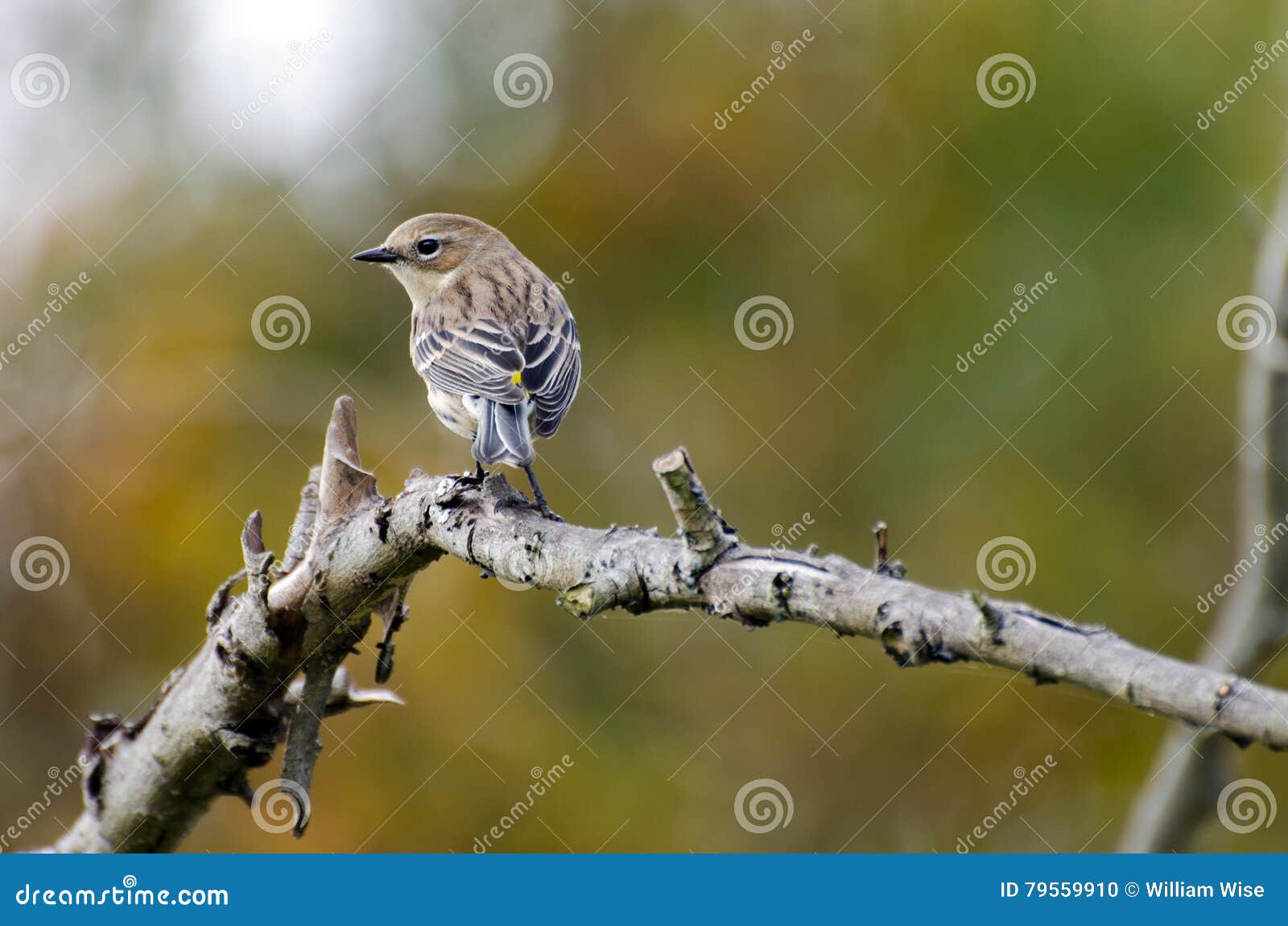 yellow rumped warbler scientific name yellow rumped warbler scientific name