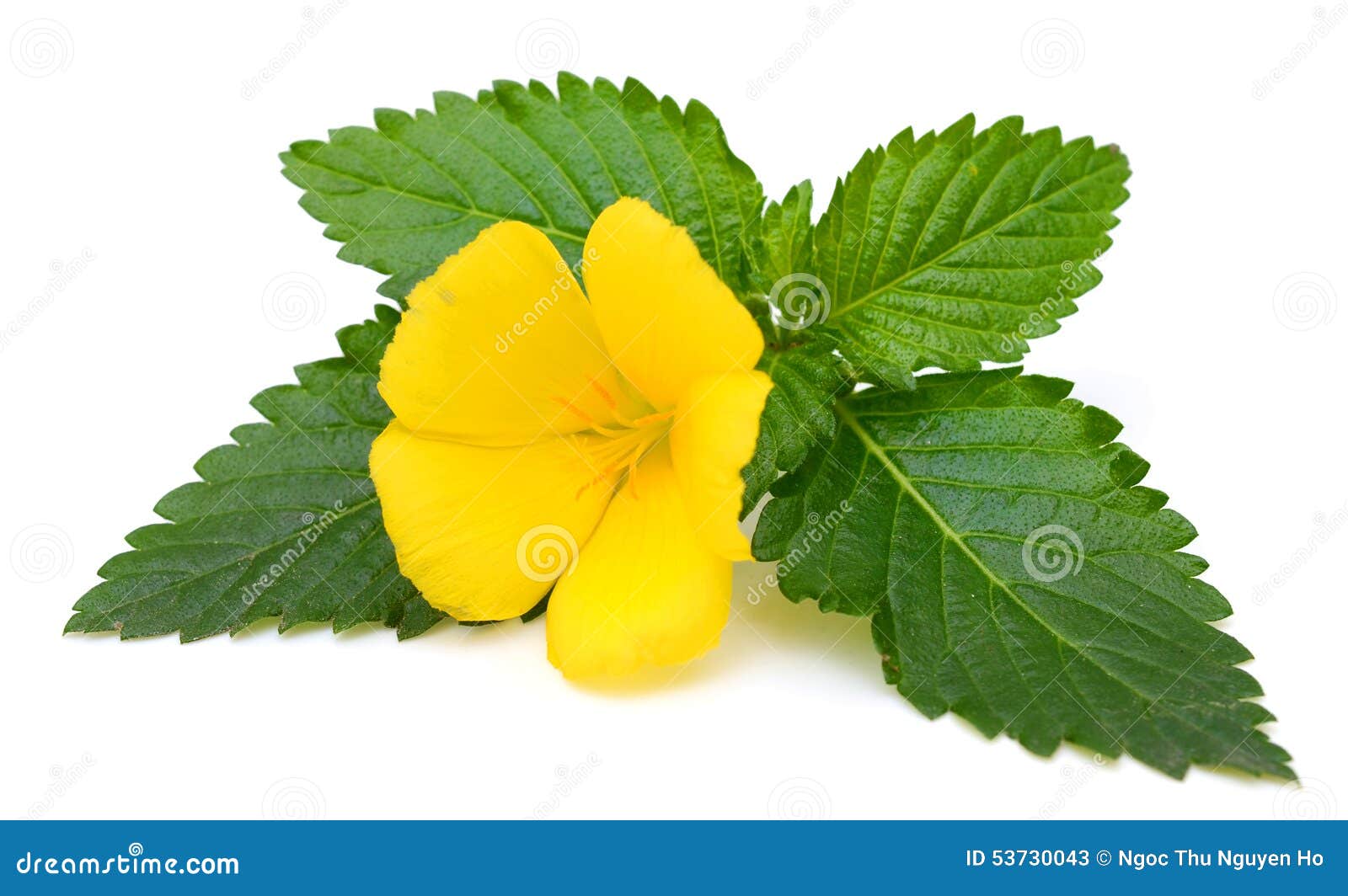 Yellow Sage rose flower stock image. Image of rose, backdrop 53730043