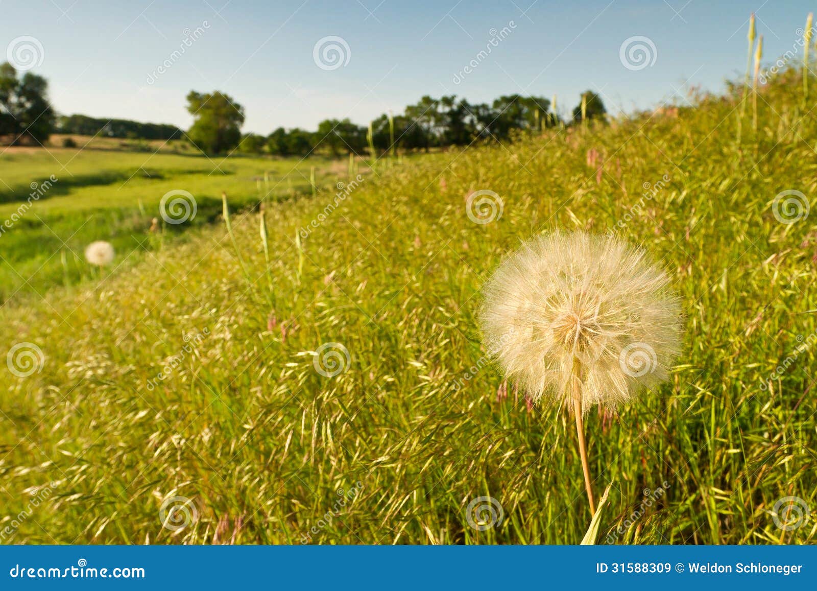 Yellow Salsify, Kansas Pasture Stock Image Image of meadow, field