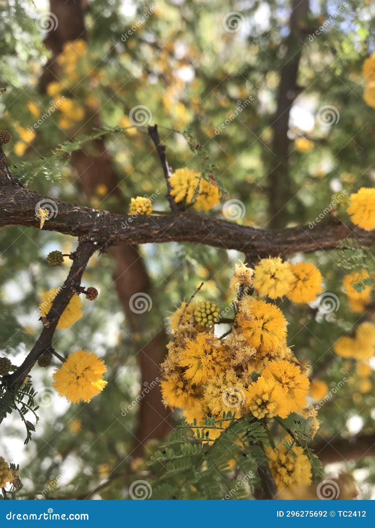 yellow, scented flowers of the vachellia caven tree. espinillo