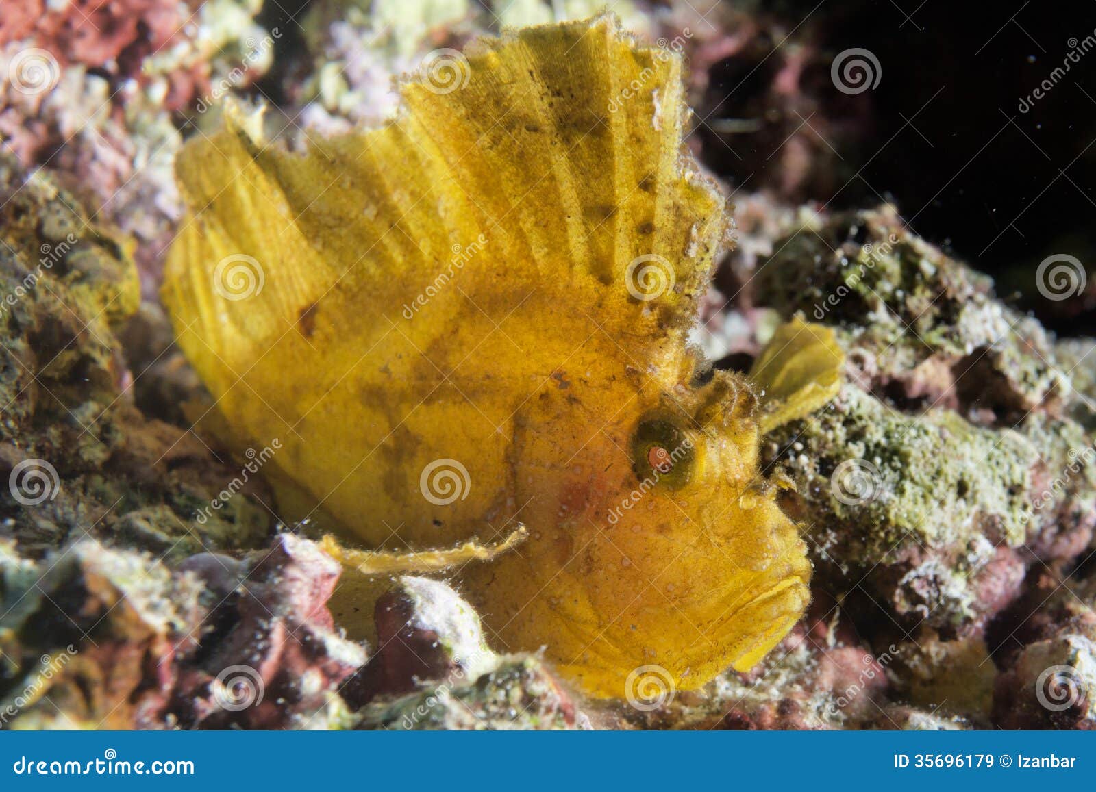 Yellow Scorpion Leaf Fish Portrait Stock Image Image of animal