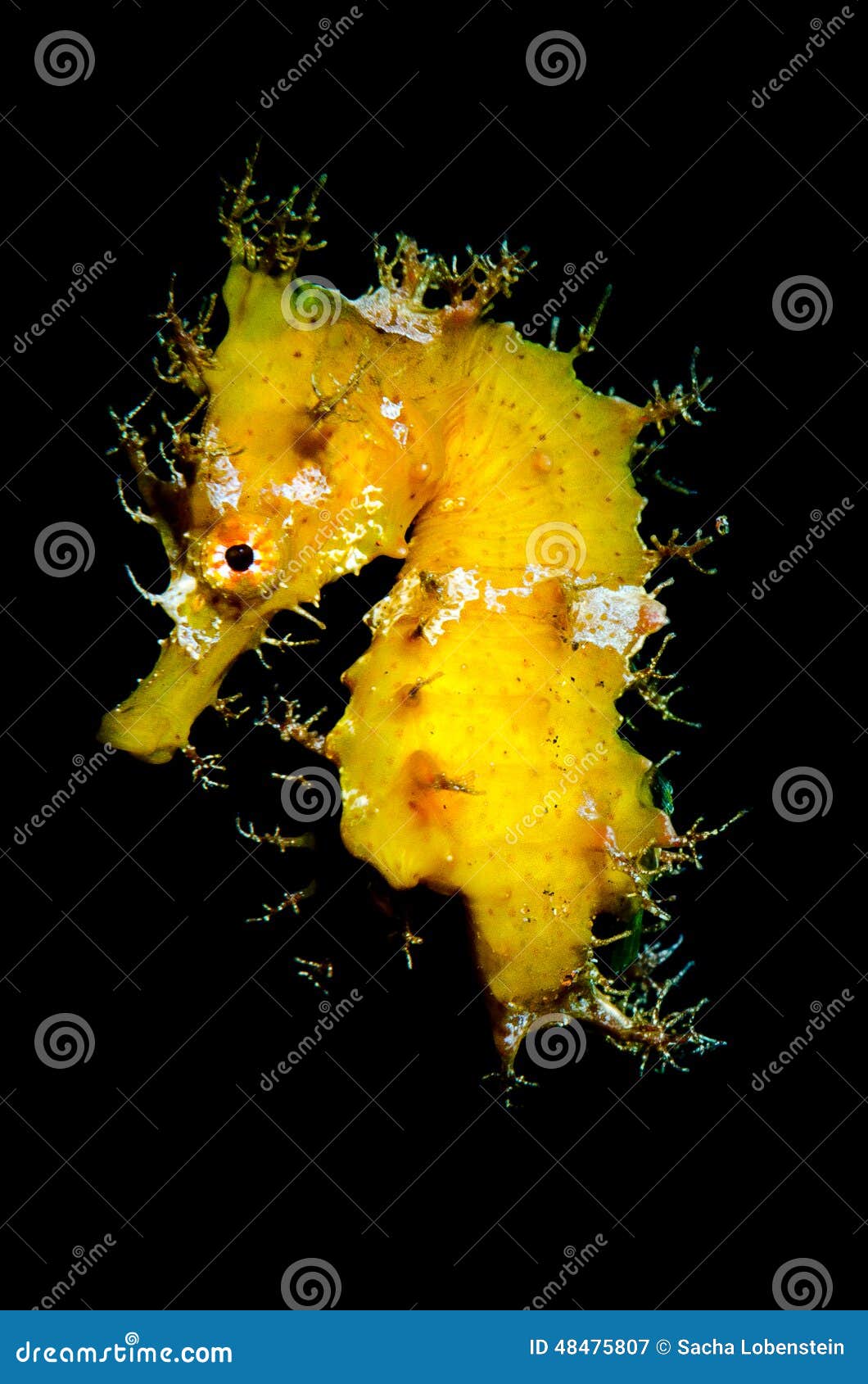 yellow seahorse, hippocampus hipocampus