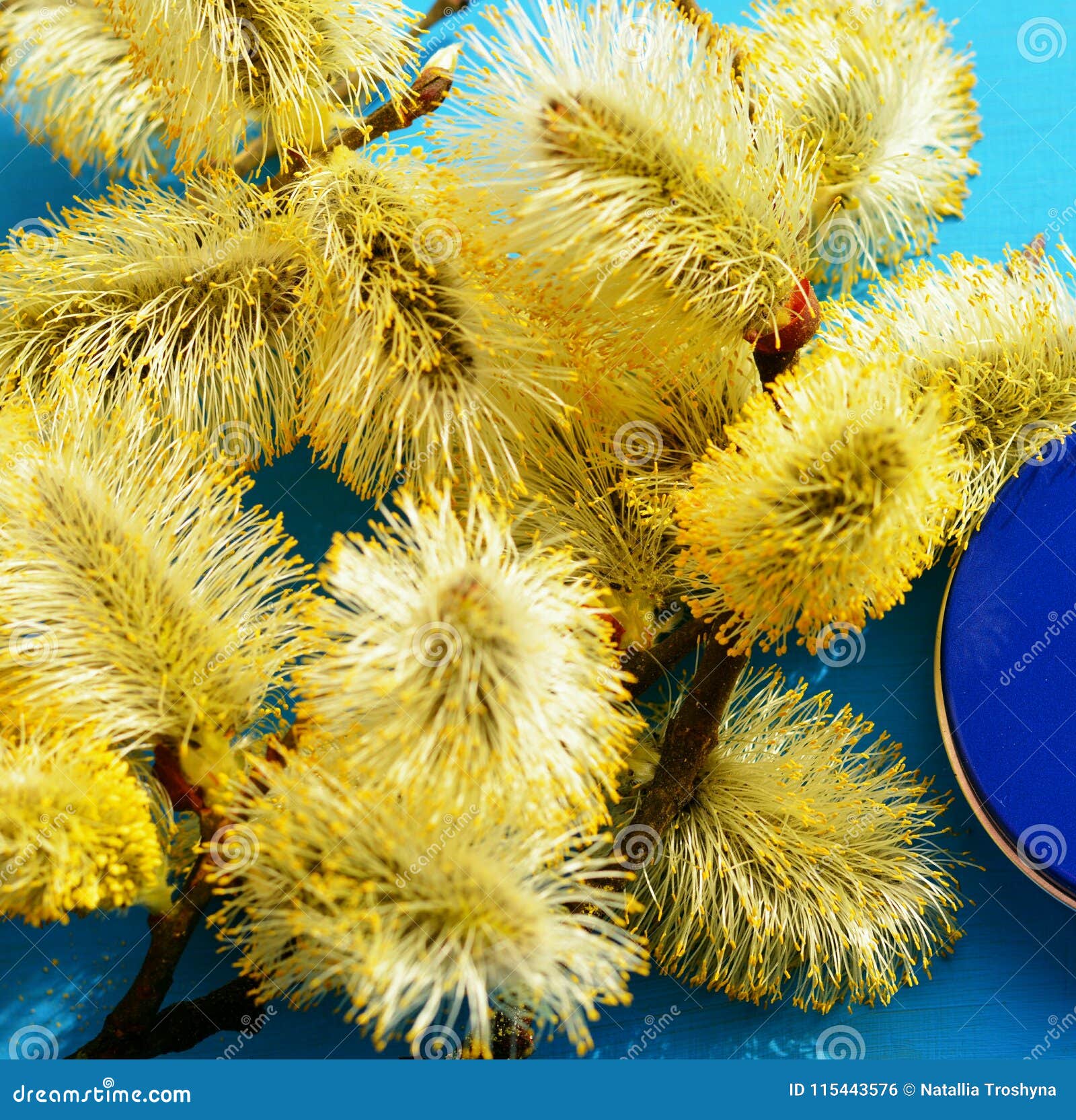 Yellow Seals Flowers Blue Background Stock Photo Image of seals