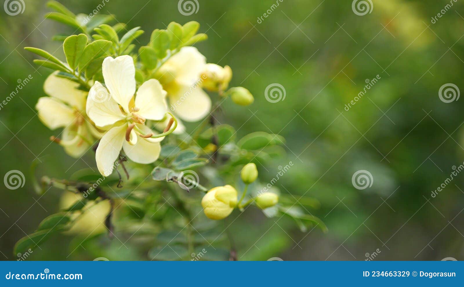 yellow senna flower in garden, california usa. cassia candlewood springtime pure bloom, romantic botanical atmosphere