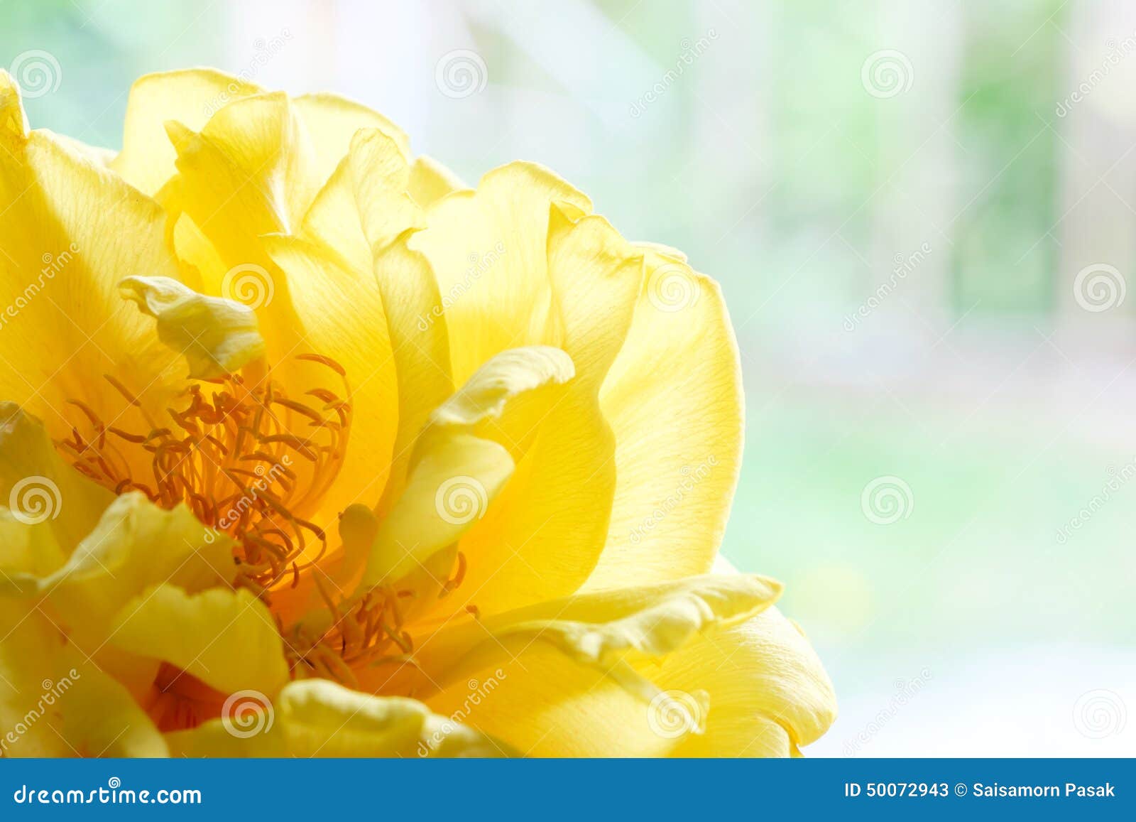 Yellow silk cotton flower stock image. Image of floral 50072943