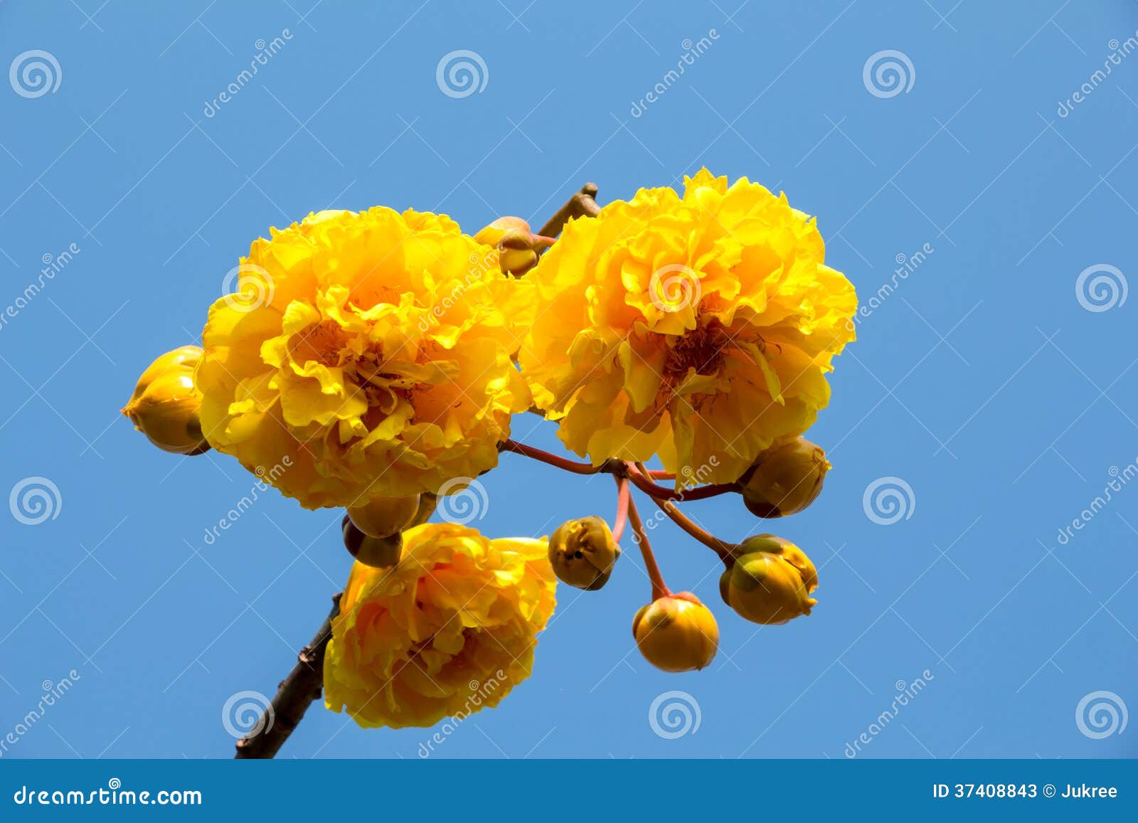 Yellow Silk Cotton Tree Flower Stock Image Image of freshness
