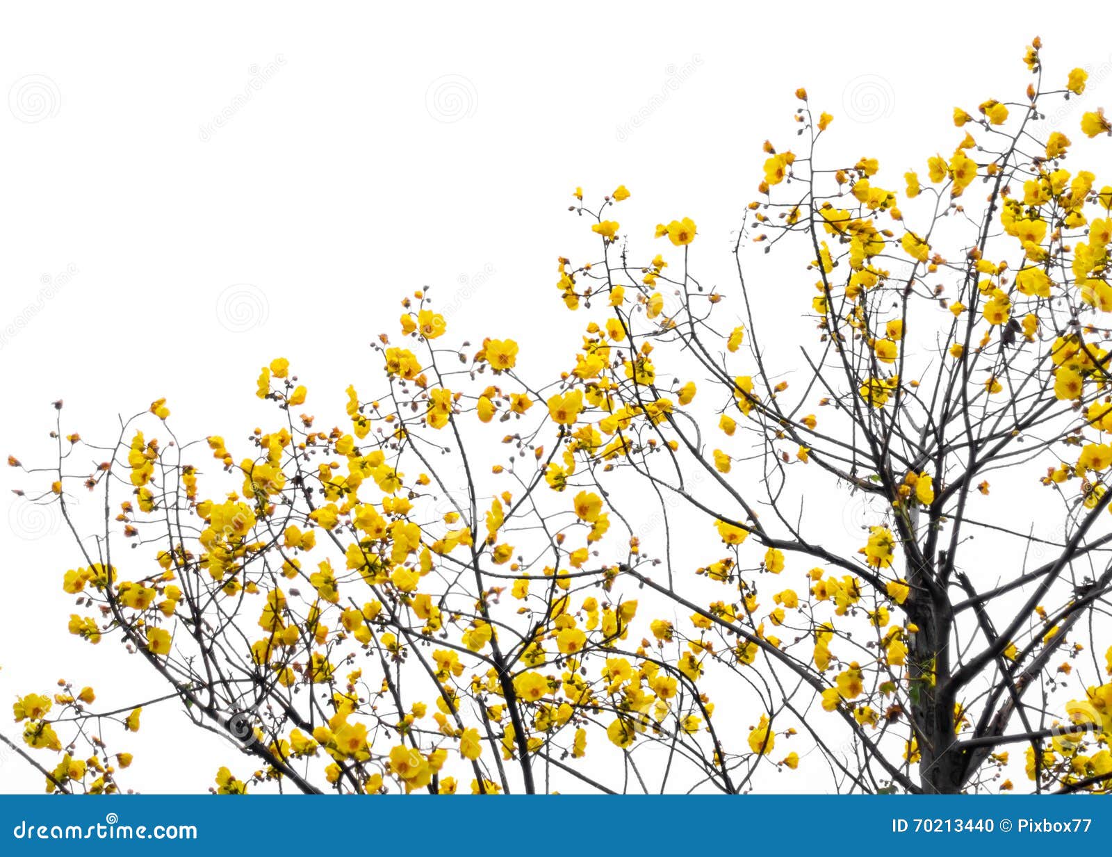 Yellow Silk Cotton Tree Flower on Tree Isolated Stock Photo Image of